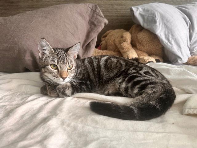 Wren, Adoptable, Young Male Domestic Short Hair.
