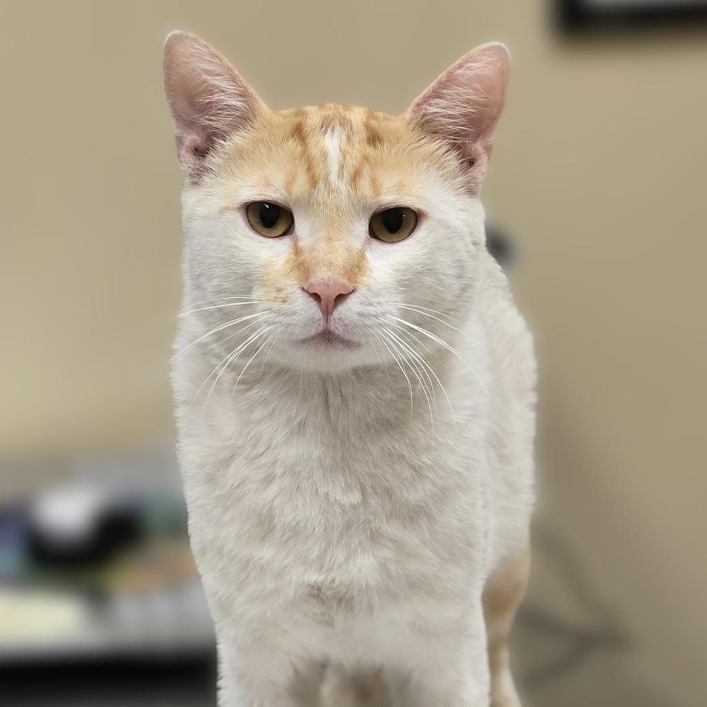 Marvin, Adoptable, Adult Male Domestic Short Hair.