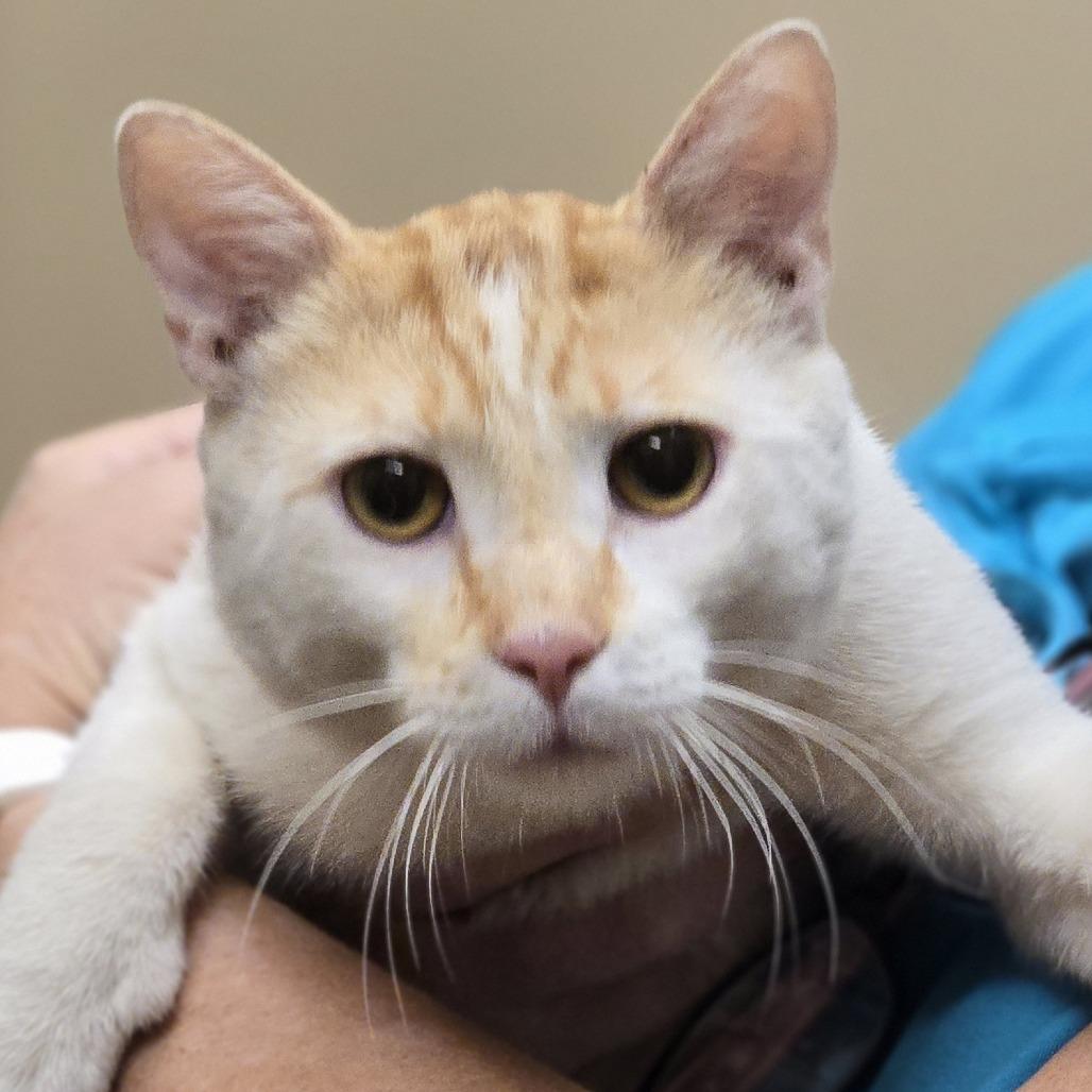 Enlarge Marvin, a Adoptable Domestic Short Hair in Wickenburg, AZ image 2/2