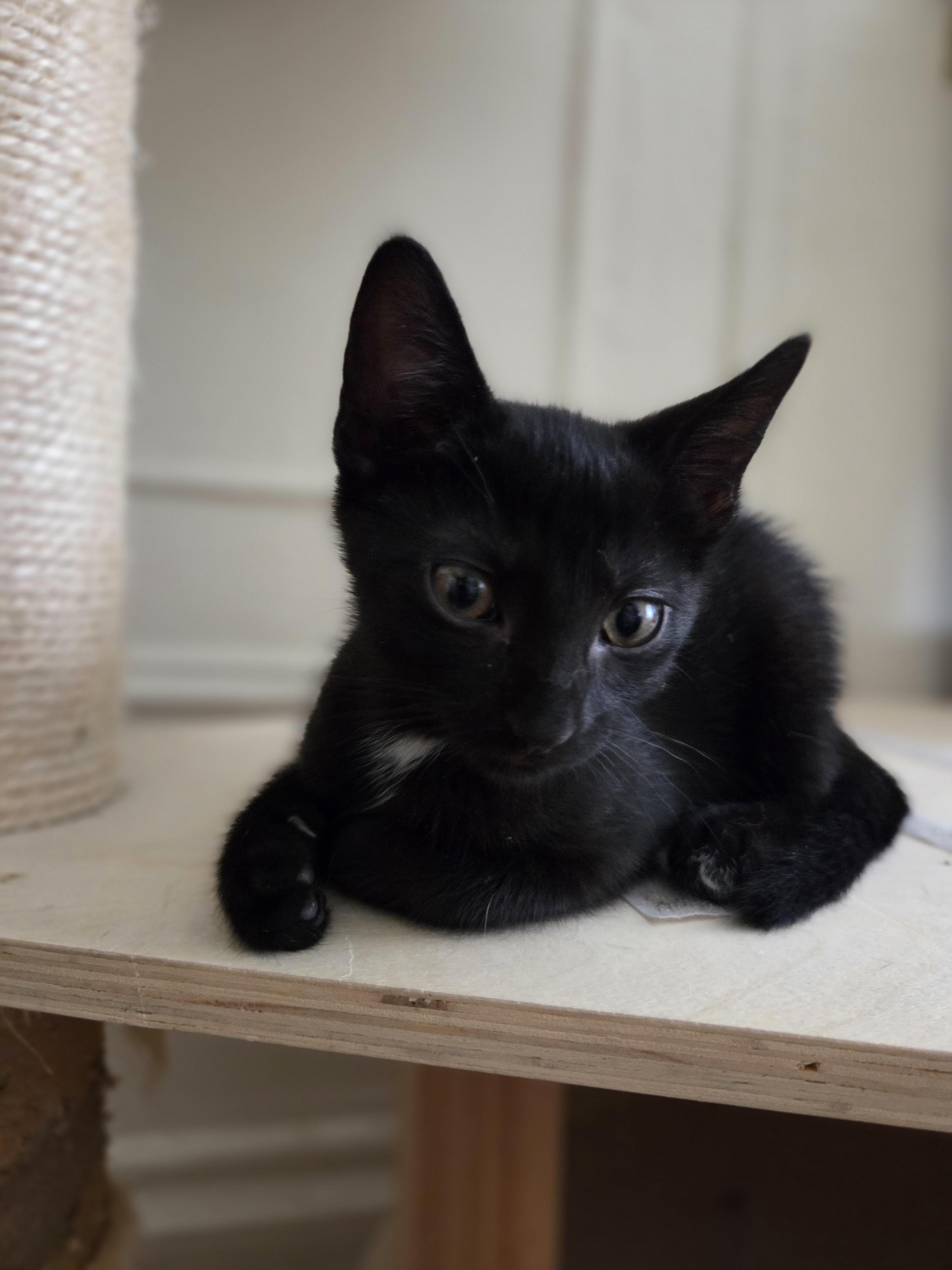 Autumn, Baby Female Bombay