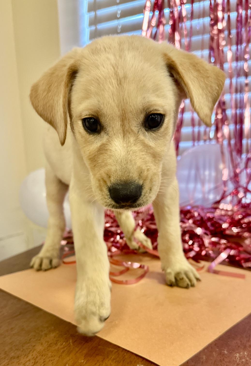 Carl, Adoptable, Puppy Male Labrador Retriever & Feist.