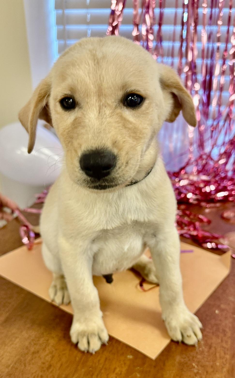 Enlarge Carl, a Adoptable mixed breed in Gallatin, TN image 3/3