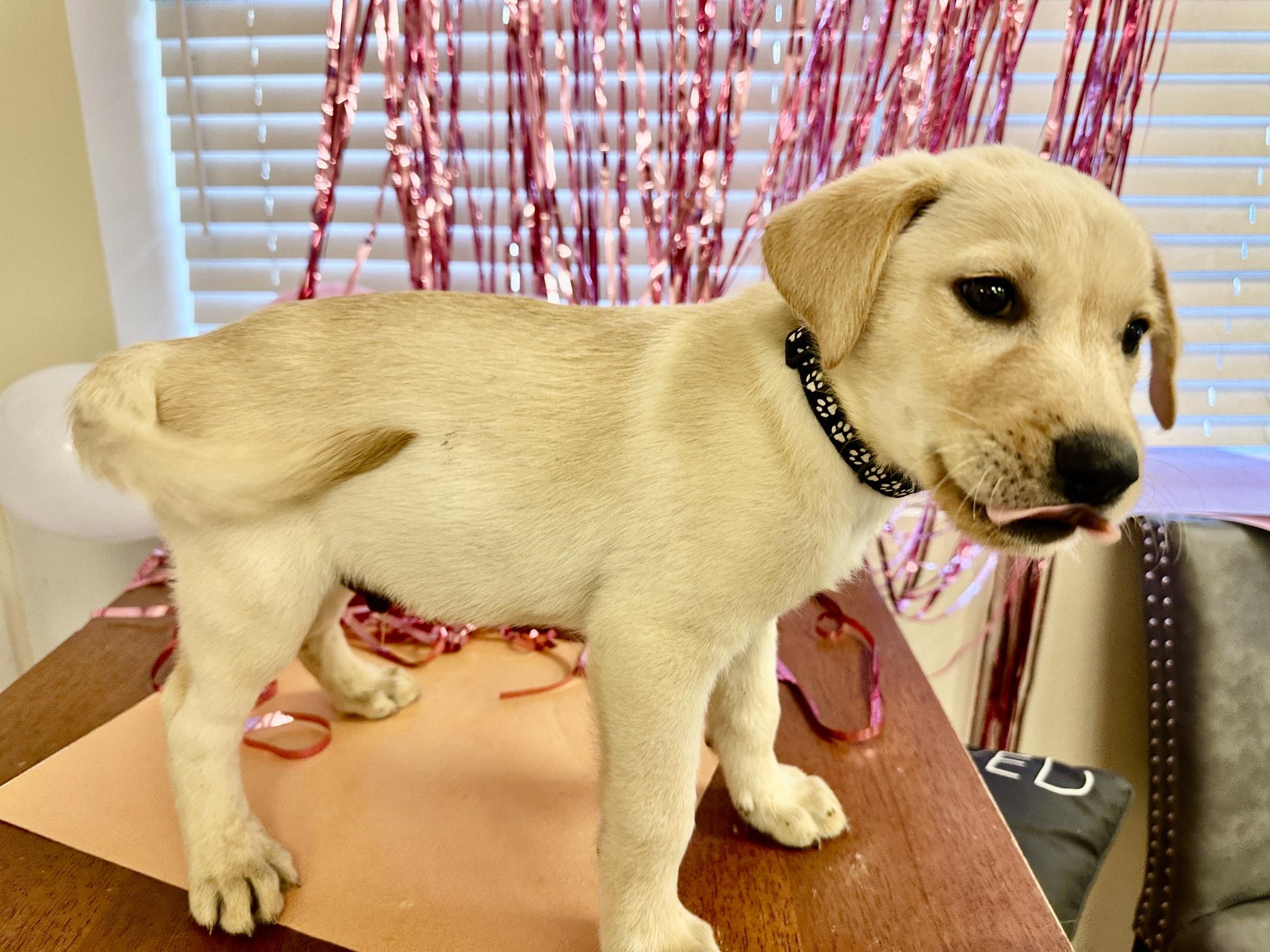 Enlarge Carl, a Adoptable mixed breed in Gallatin, TN image 2/3