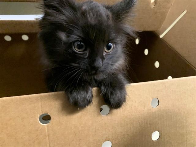 ITTY, Adoptable, Kitten Female Domestic Long Hair.