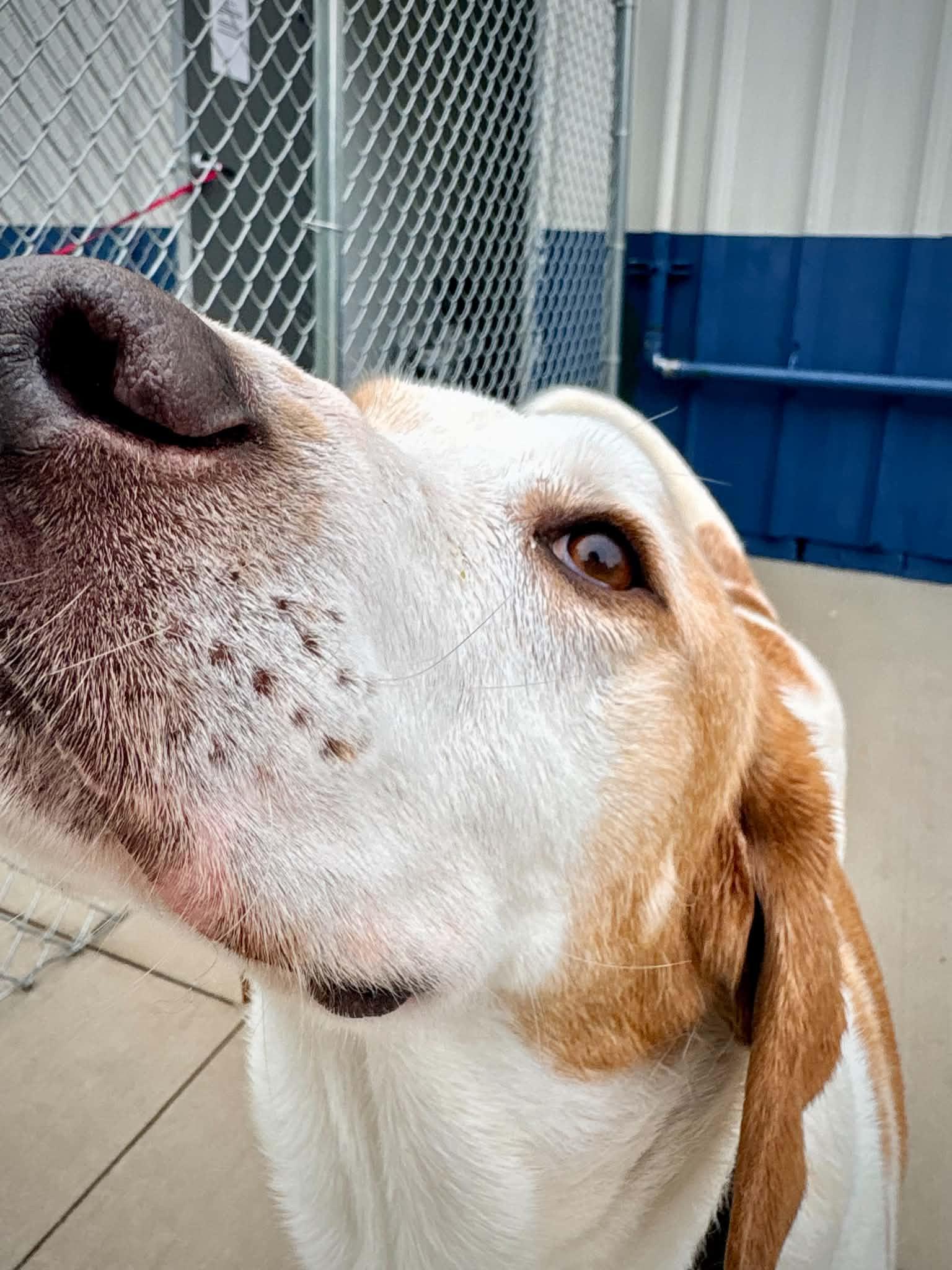 Enlarge Mayhem, a ADOPTABLE Treeing Walker Coonhound in Kalamazoo, MI image 5/6