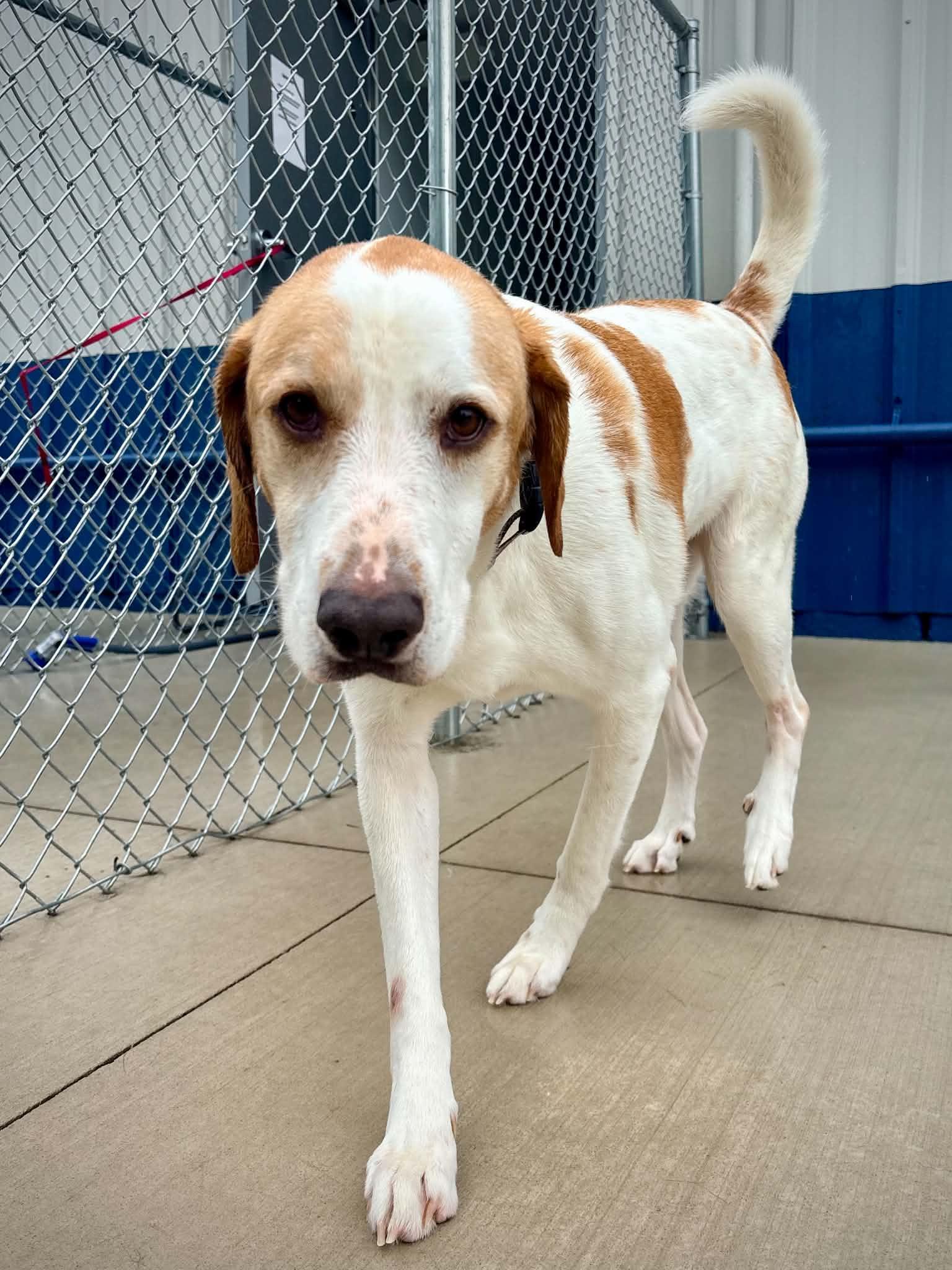 Enlarge Mayhem, a ADOPTABLE Treeing Walker Coonhound in Kalamazoo, MI image 4/6