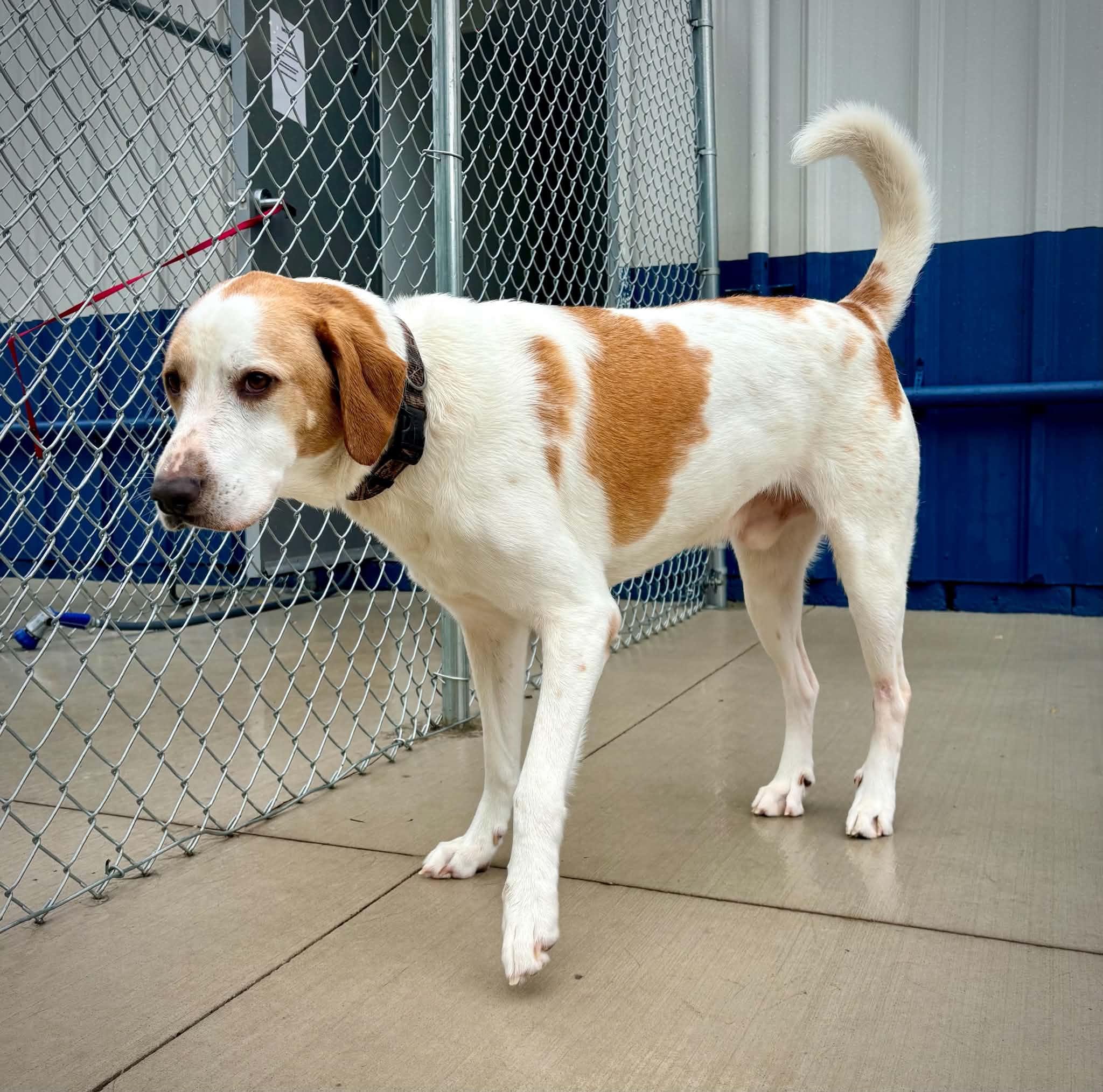 Enlarge Mayhem, a ADOPTABLE Treeing Walker Coonhound in Kalamazoo, MI image 3/6