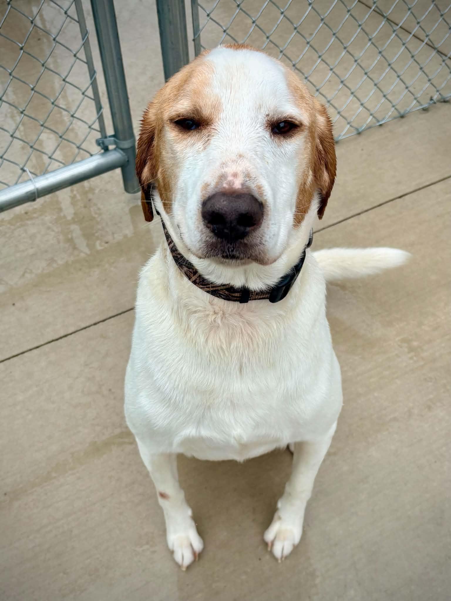 Enlarge Mayhem, a ADOPTABLE Treeing Walker Coonhound in Kalamazoo, MI image 1/6
