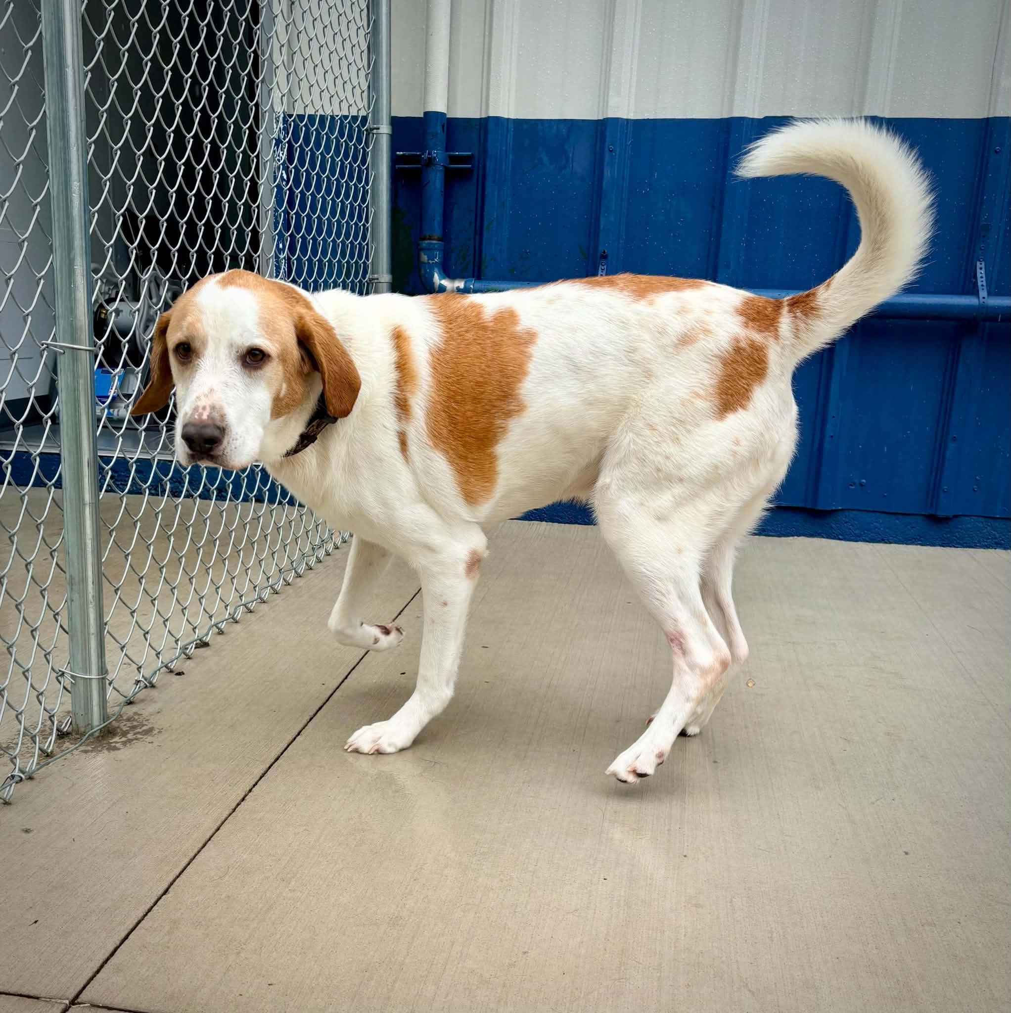 Enlarge Mayhem, a ADOPTABLE Treeing Walker Coonhound in Kalamazoo, MI image 6/6