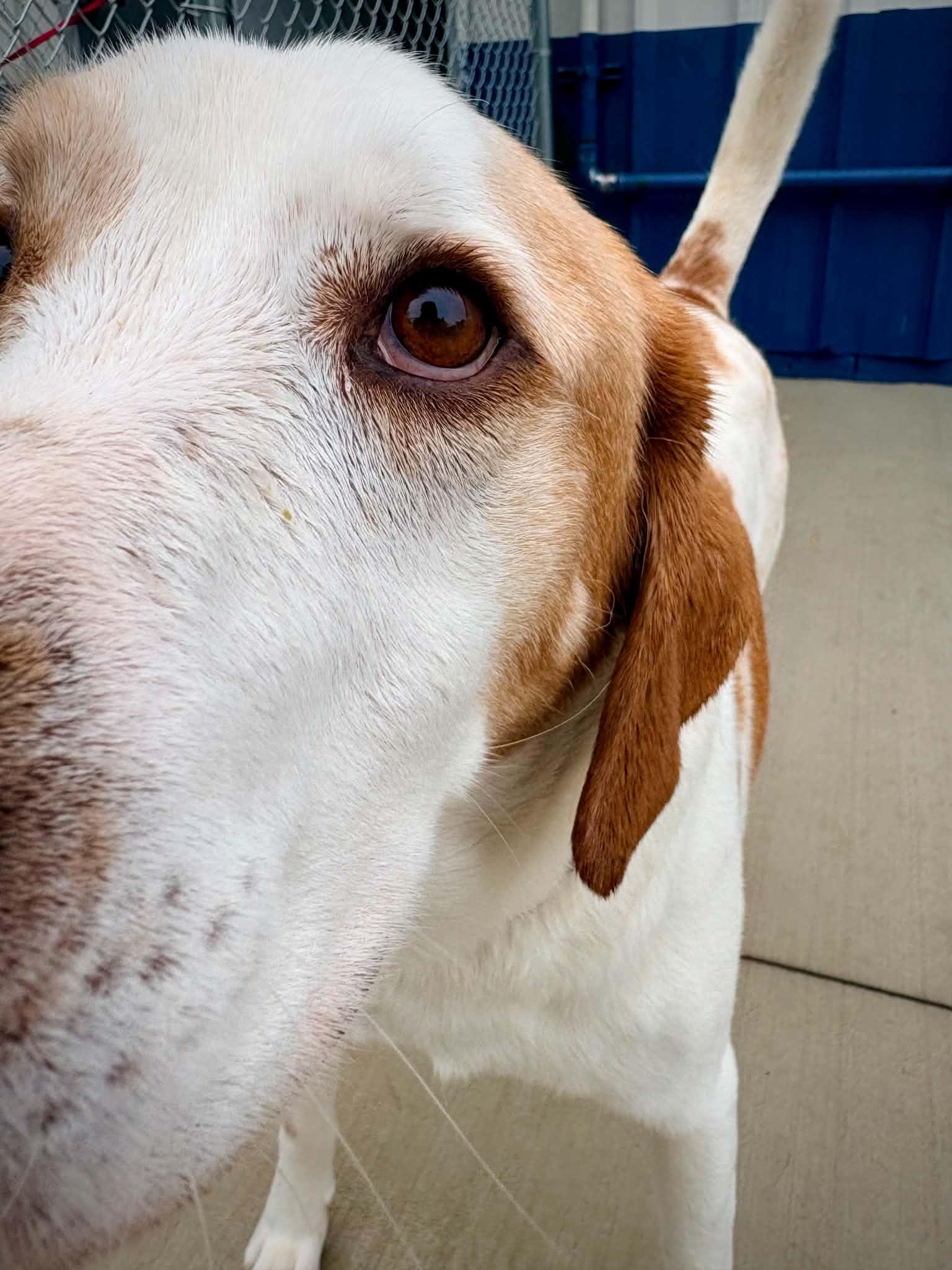 Enlarge Mayhem, a ADOPTABLE Treeing Walker Coonhound in Kalamazoo, MI image 2/6