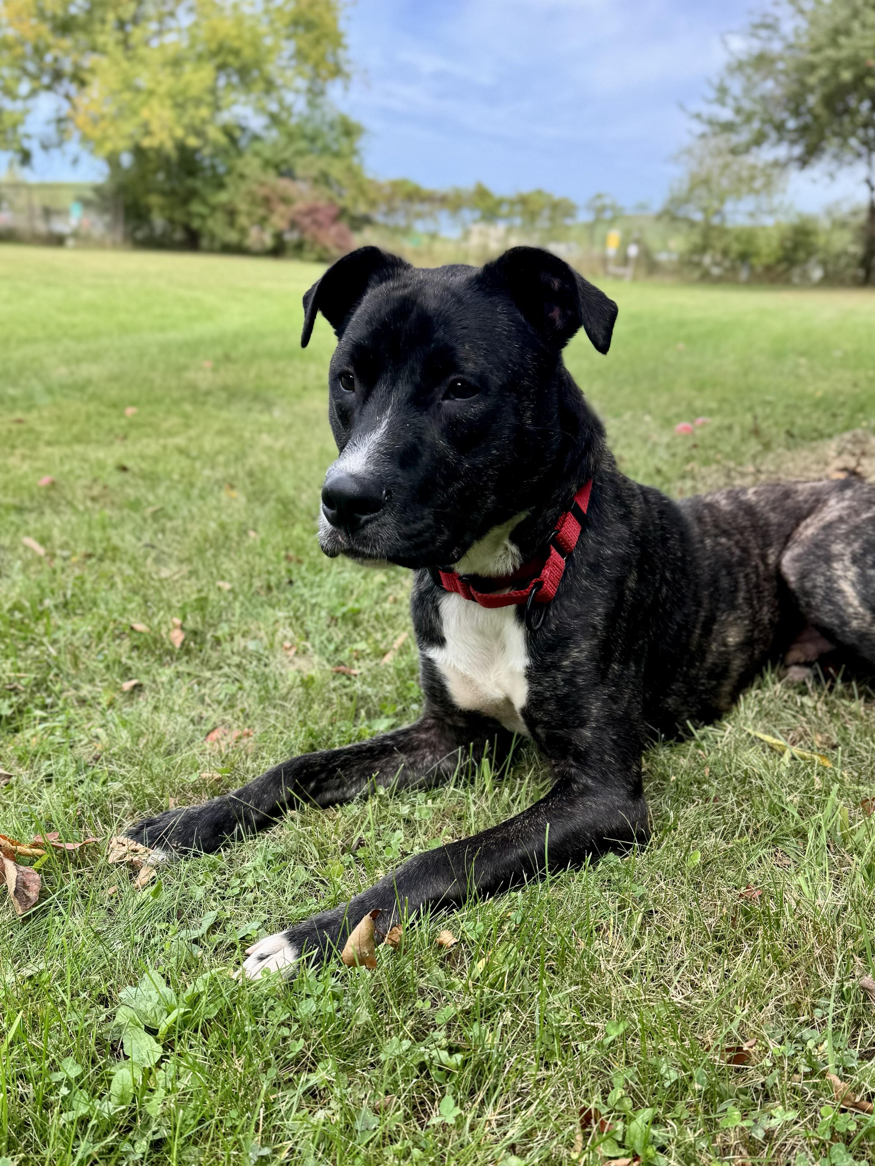 Enlarge Koda, a Adoptable Mixed Breed in Midland, MI image 2/5