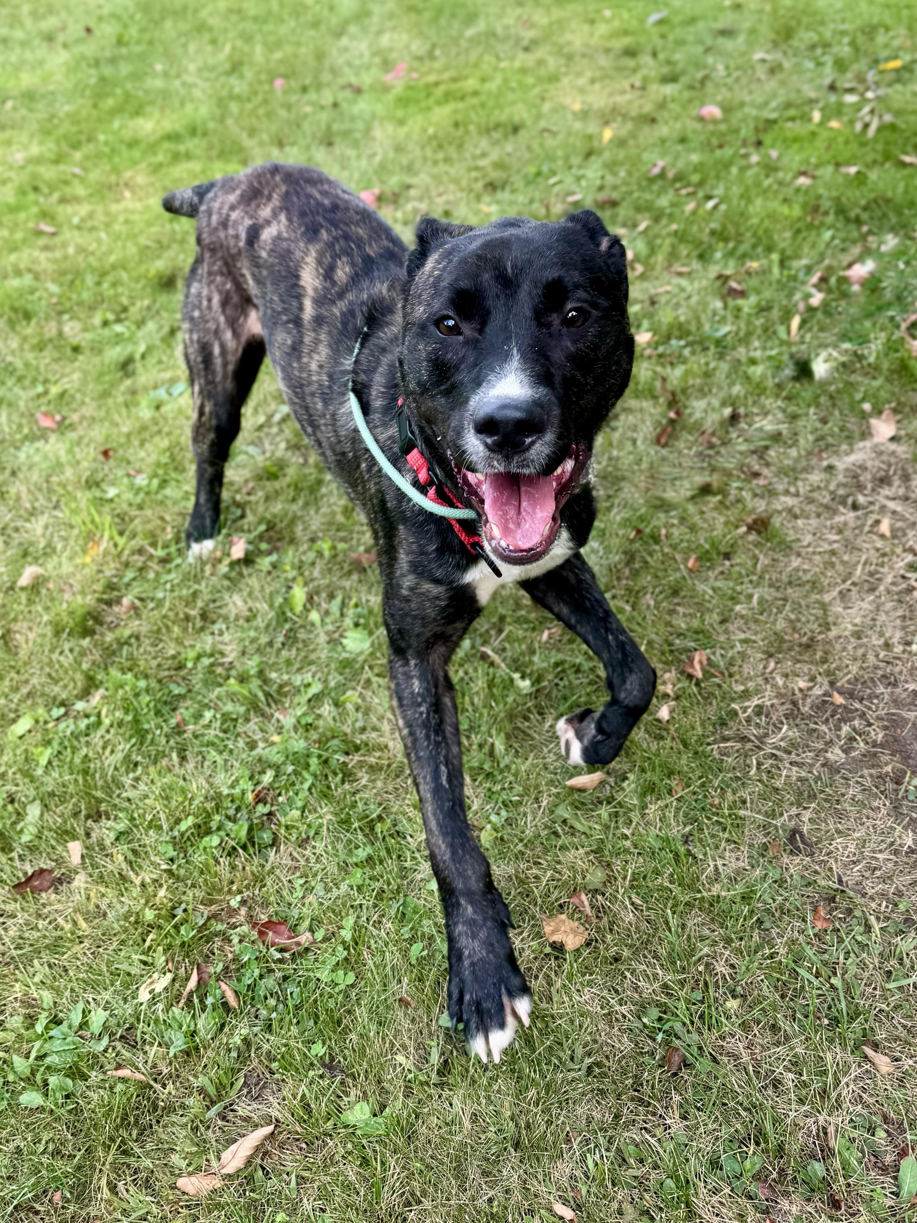 Enlarge Koda, a Adoptable Mixed Breed in Midland, MI image 1/5
