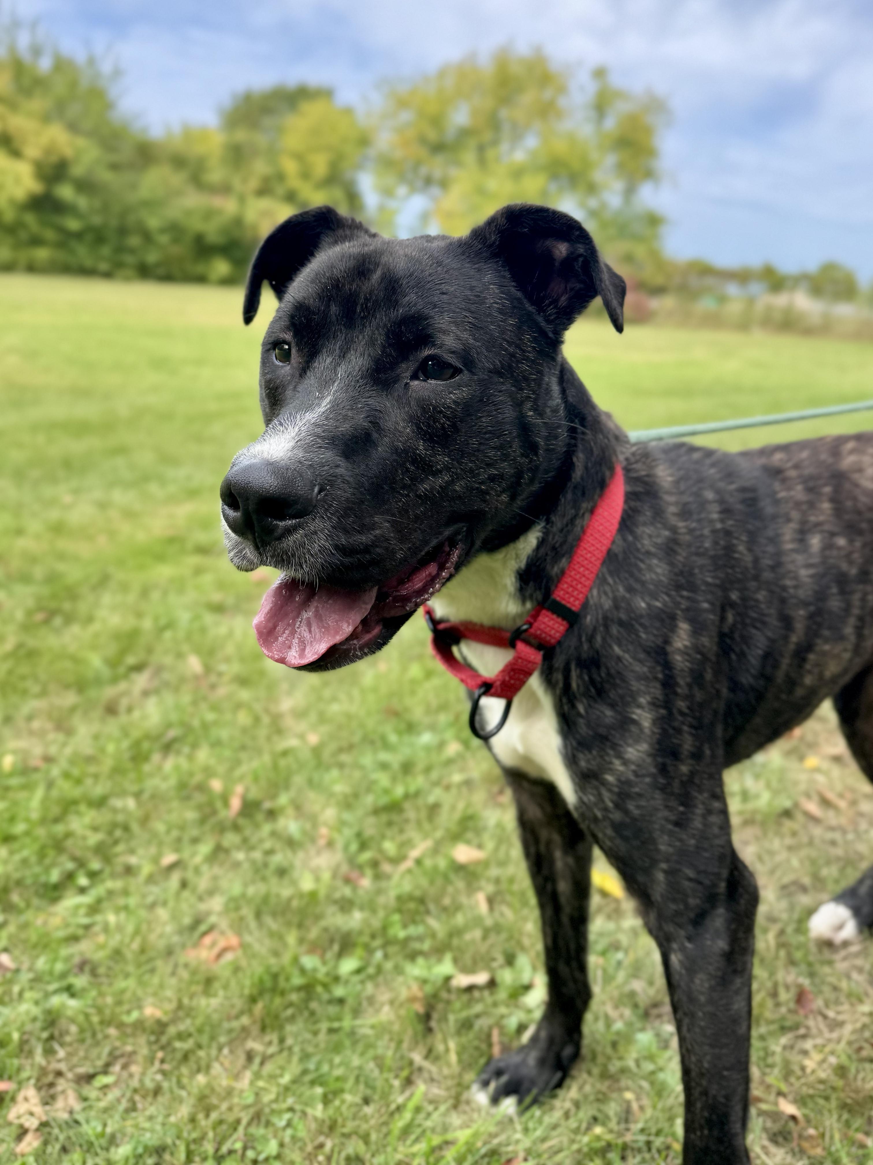 Enlarge Koda, a Adoptable Mixed Breed in Midland, MI image 5/5