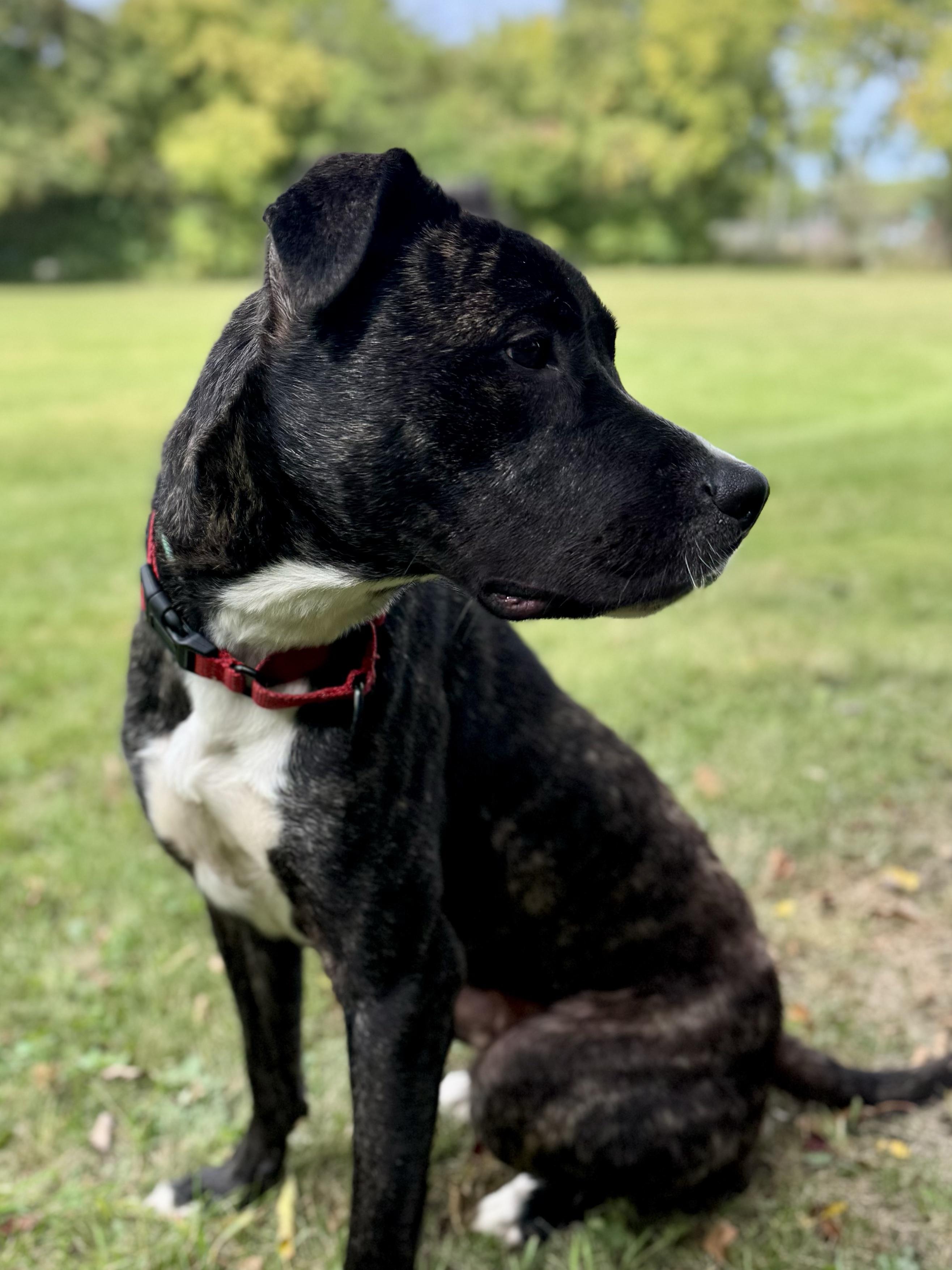 Enlarge Koda, a Adoptable Mixed Breed in Midland, MI image 3/5