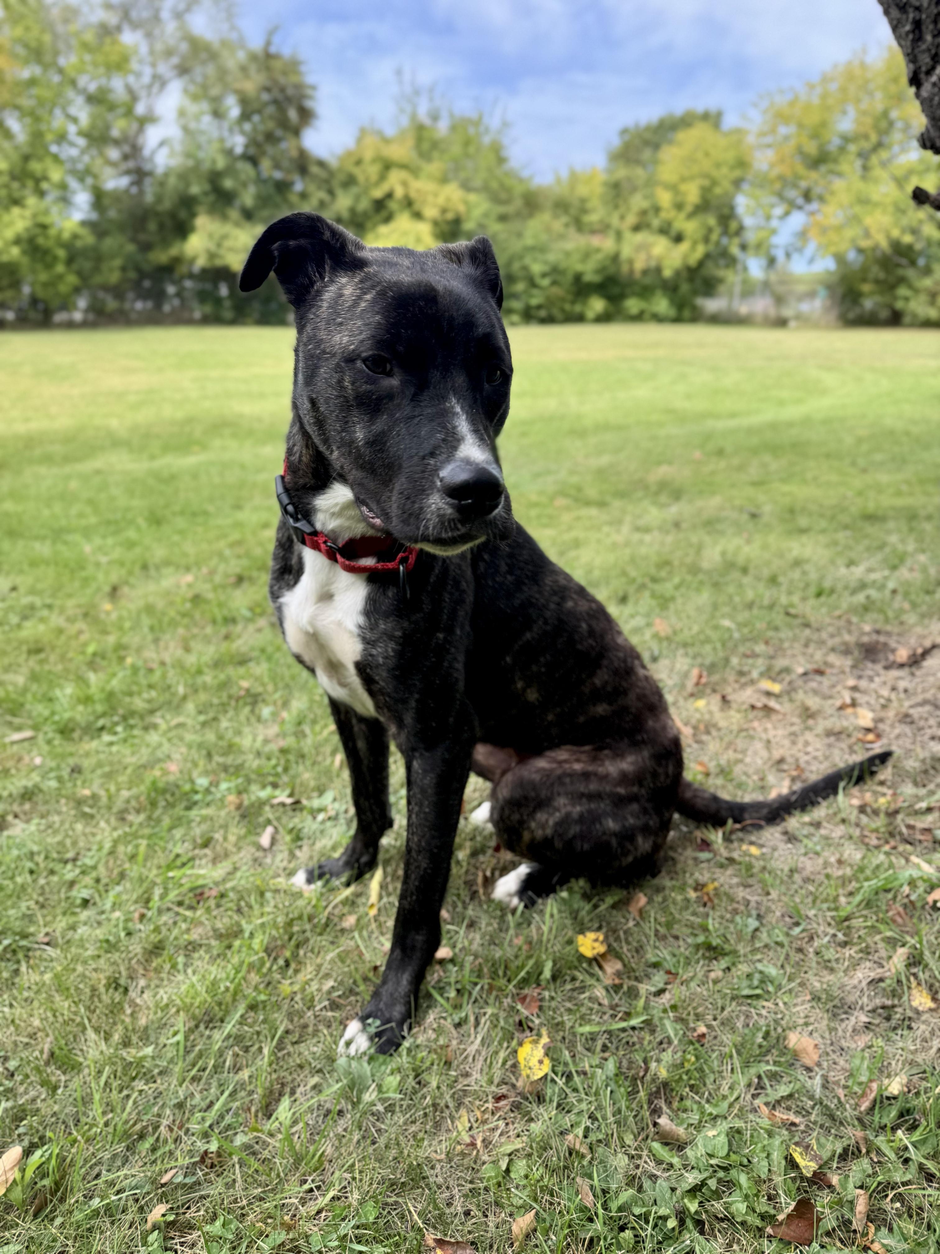 Enlarge Koda, a Adoptable Mixed Breed in Midland, MI image 4/5