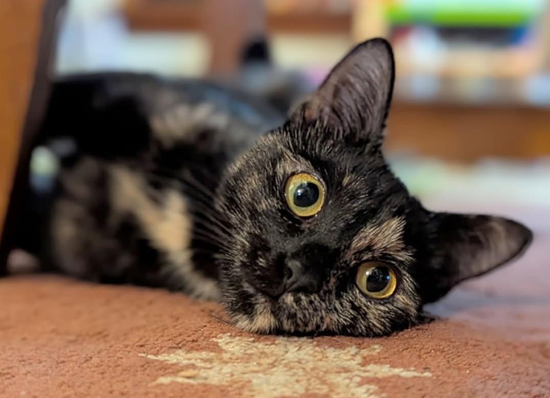 Enlarge Moka (discounted adoption fee), a Adoptable Domestic Short Hair in Melrose, MA image 4/6