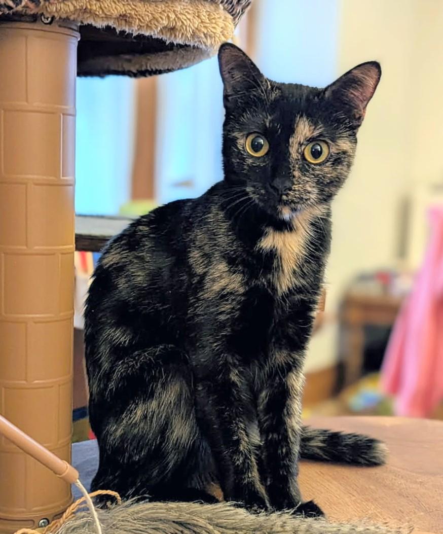 Enlarge Moka (discounted adoption fee), a Adoptable Domestic Short Hair in Melrose, MA image 2/6