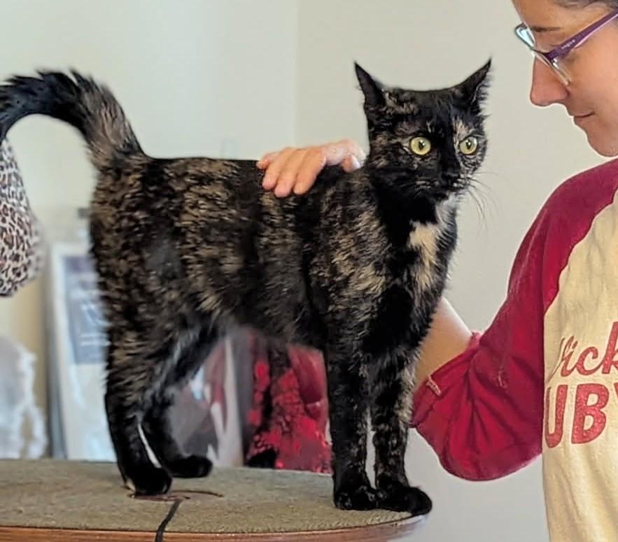 Enlarge Moka (discounted adoption fee), a Adoptable Domestic Short Hair in Melrose, MA image 1/6