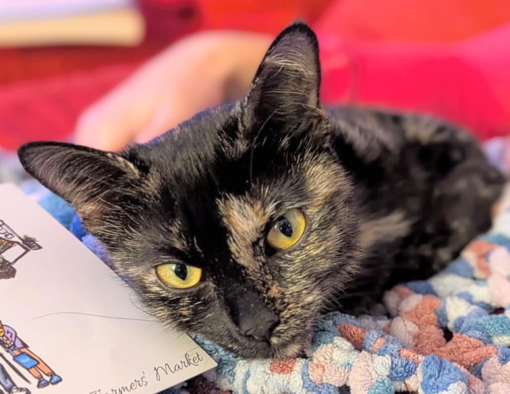 Enlarge Moka (discounted adoption fee), a Adoptable Domestic Short Hair in Melrose, MA image 3/6