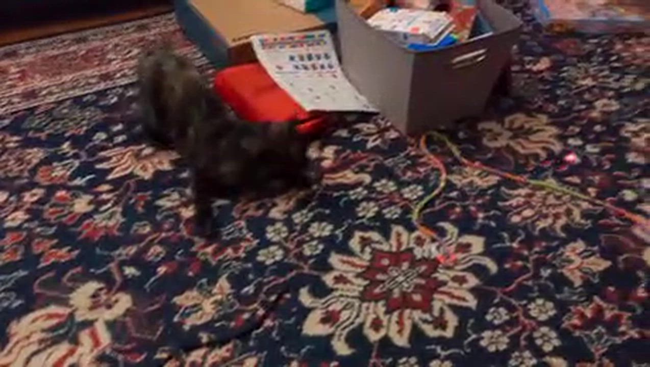 Enlarge Moka (discounted adoption fee), a Adoptable Domestic Short Hair in Melrose, MA video 5/6