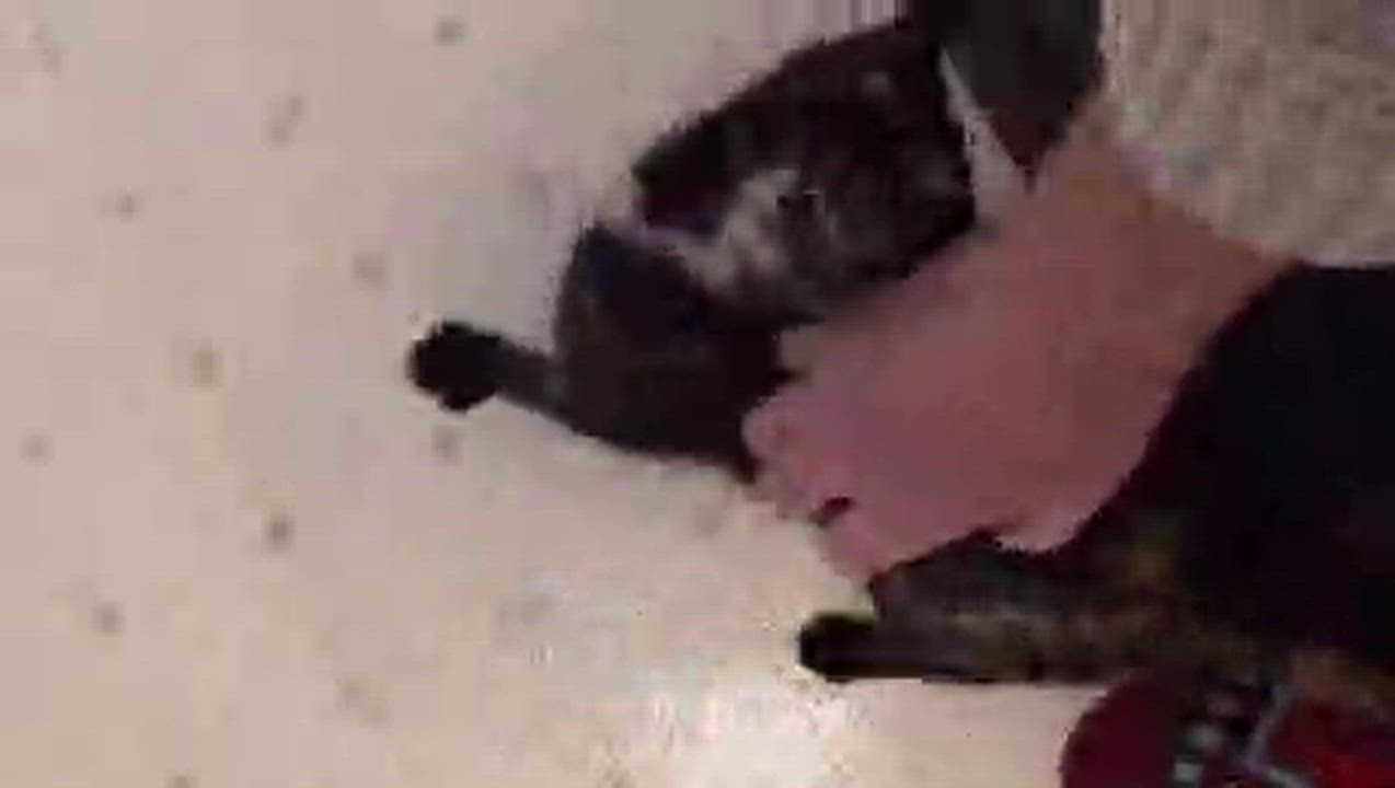 Enlarge Moka (discounted adoption fee), a Adoptable Domestic Short Hair in Melrose, MA video 6/6