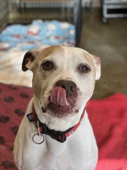 Johnny Appleseed (in foster), a Adoptable mixed breed in Fishers, IN image 1/3