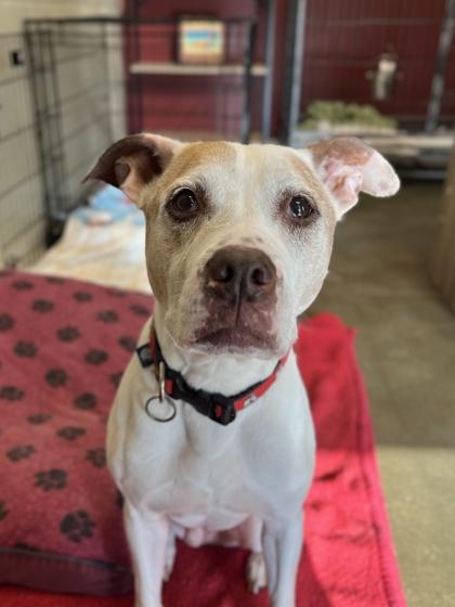 Johnny Appleseed (in foster), a Adoptable mixed breed in Fishers, IN image 2/3