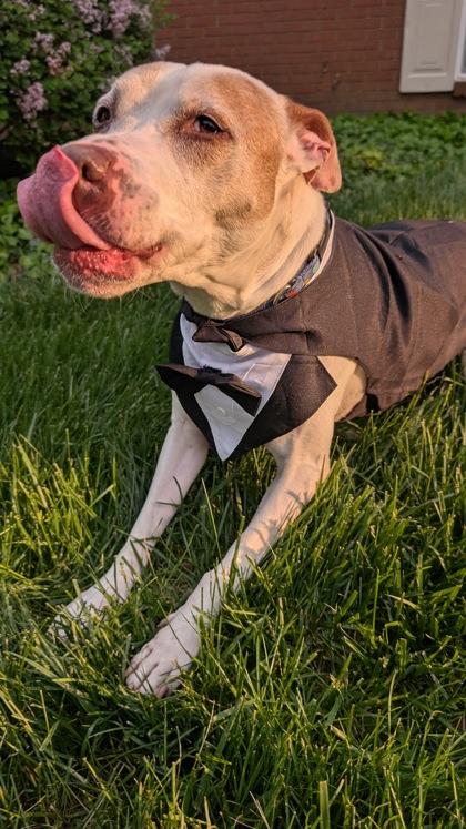 Johnny Appleseed (in foster), a Adoptable mixed breed in Fishers, IN image 3/3