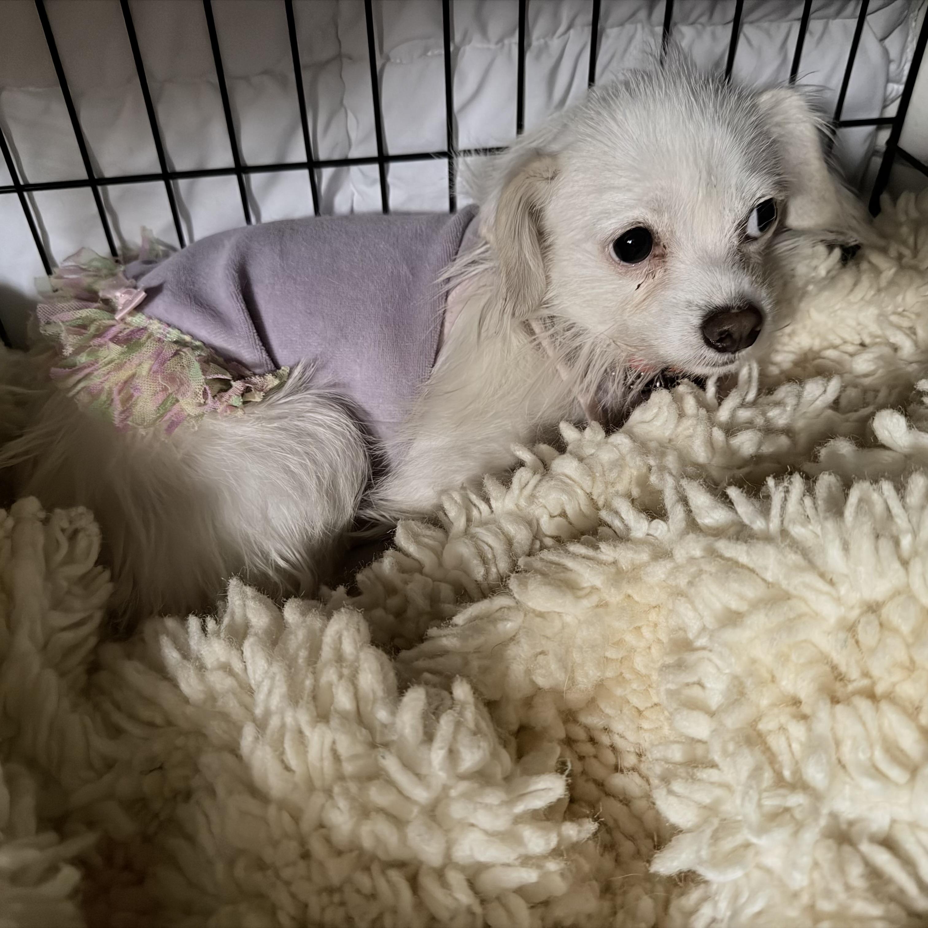 Vivienne, Adopted, Adult Female Chihuahua.