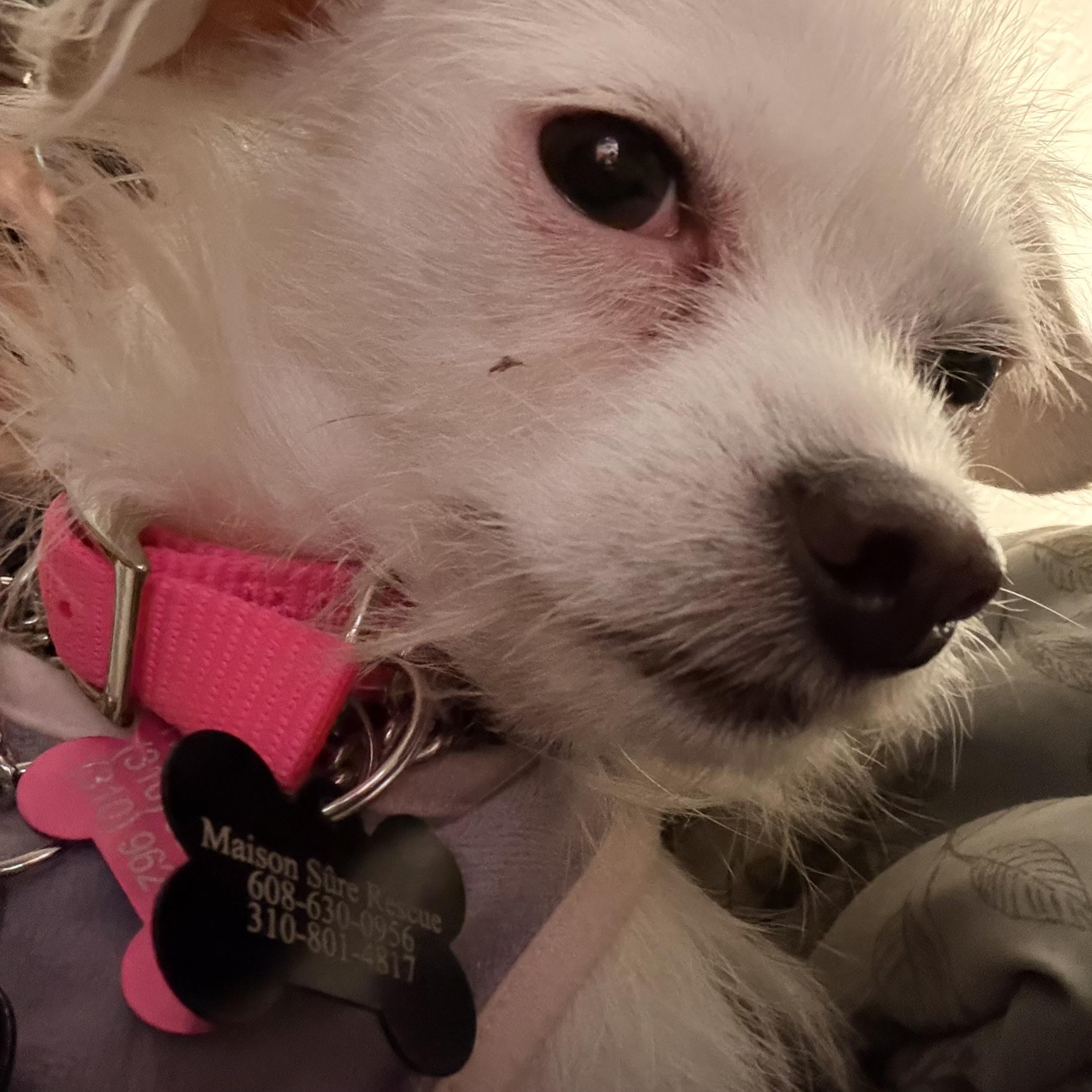 Vivienne, a Adopted mixed breed in West Hollywood, CA image 2/4