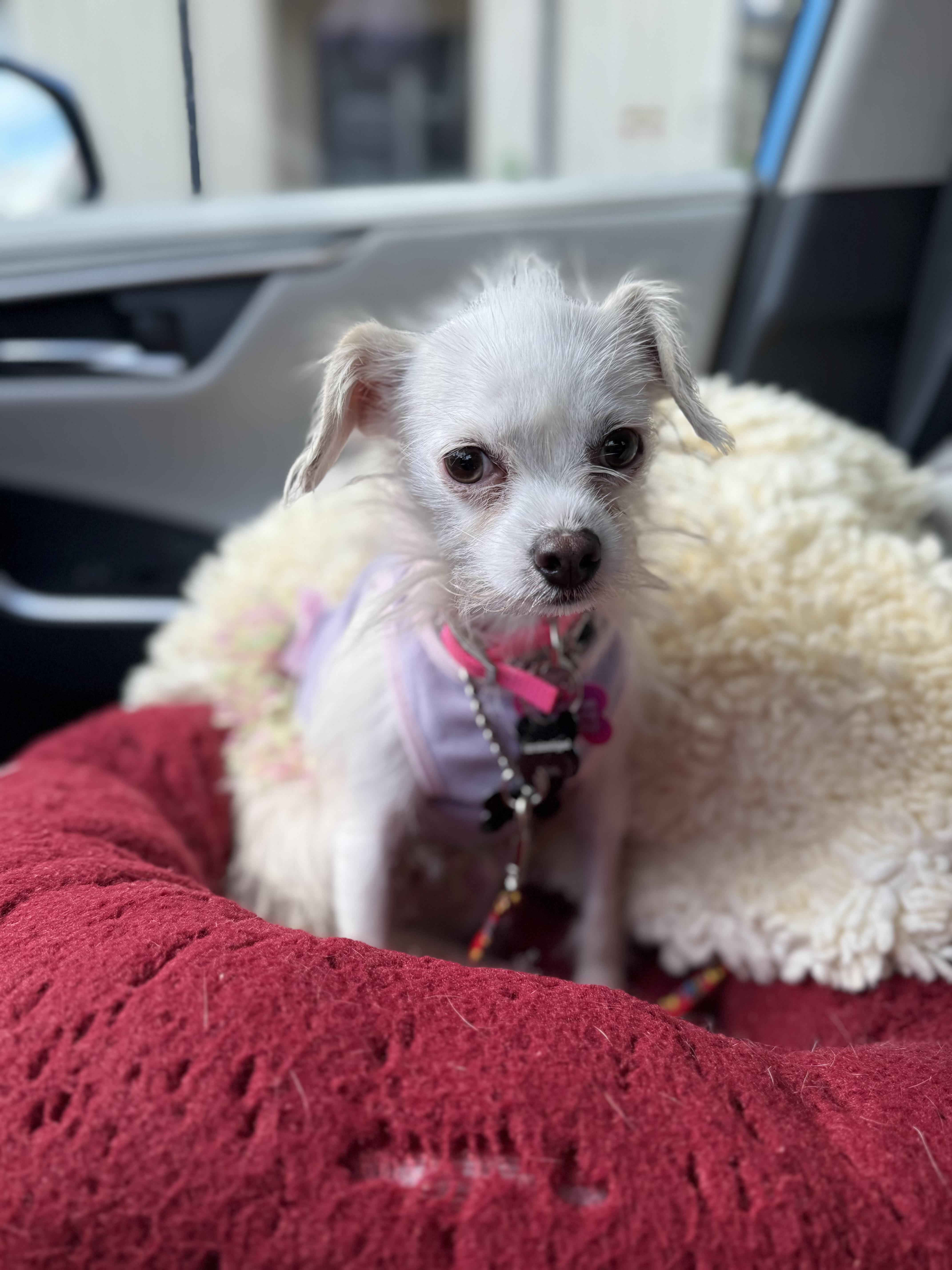 Vivienne, a Adopted mixed breed in West Hollywood, CA image 3/4