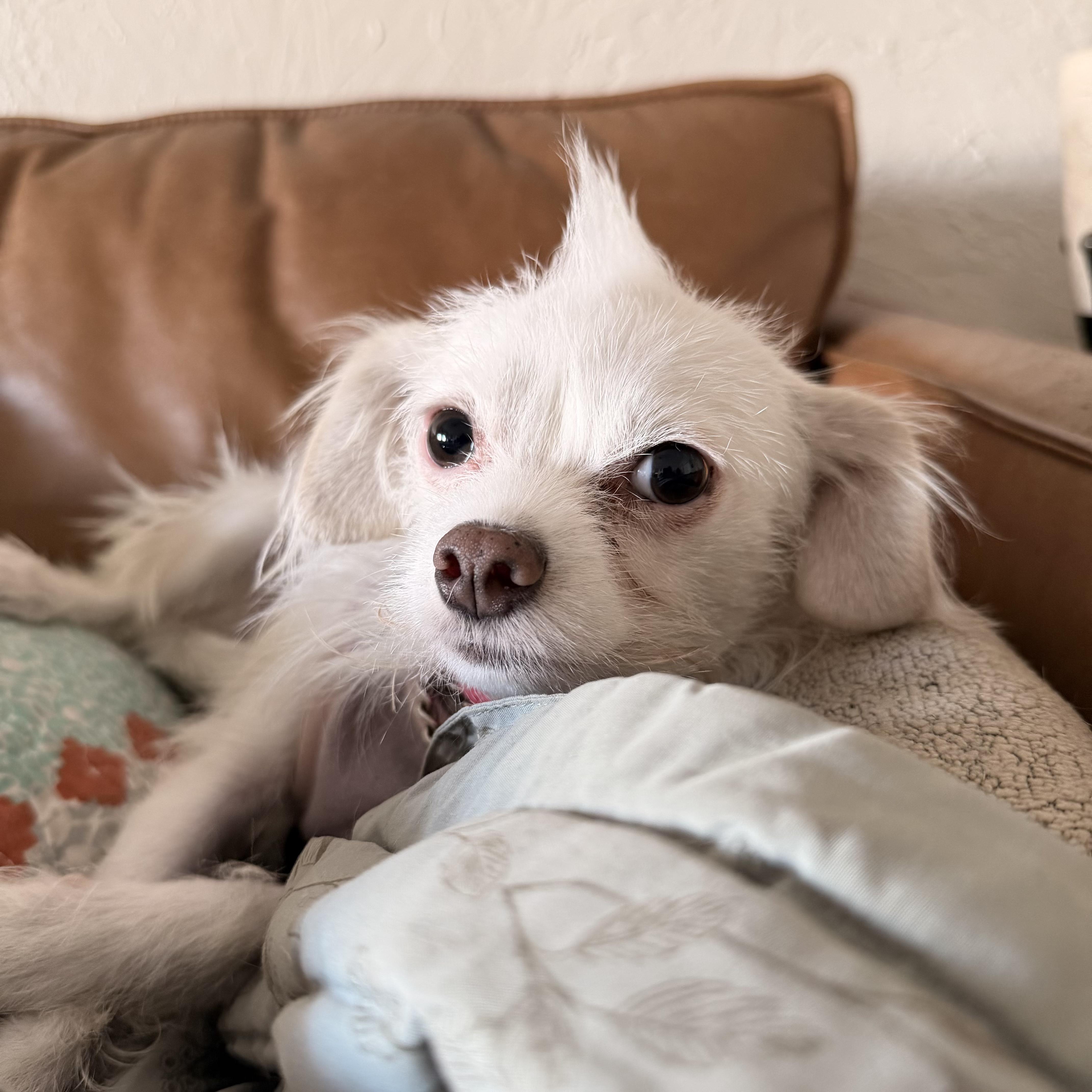 Vivienne, a Adopted mixed breed in West Hollywood, CA image 4/4