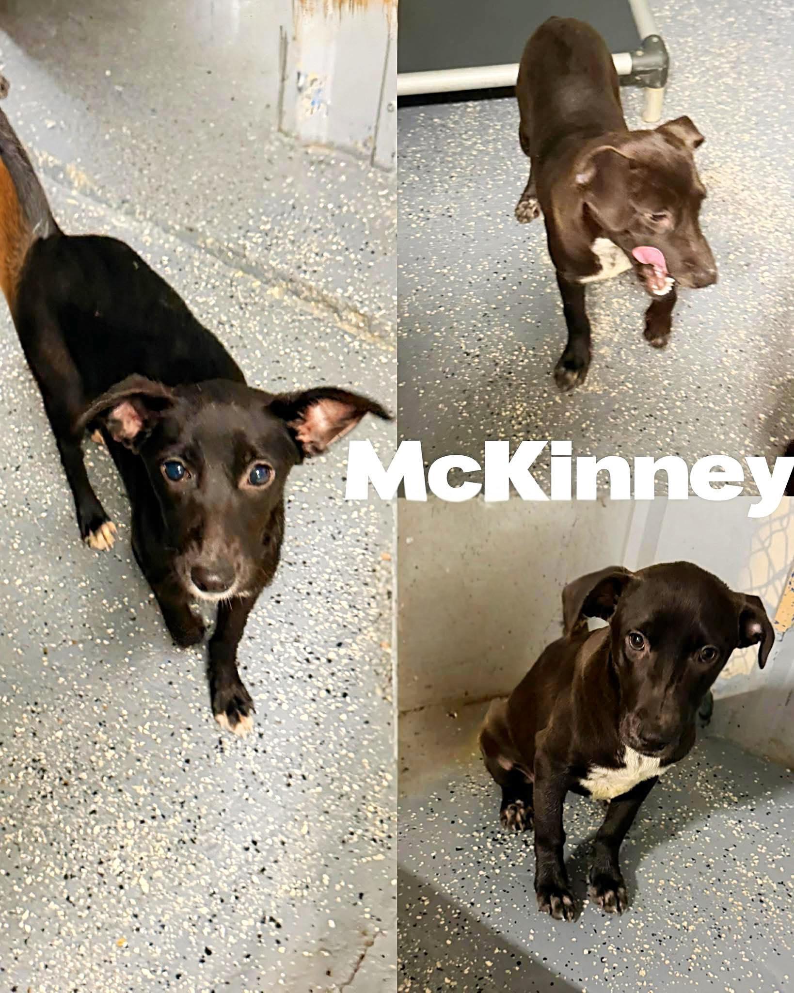 McKinney!, Adoptable, Young Female Collie.