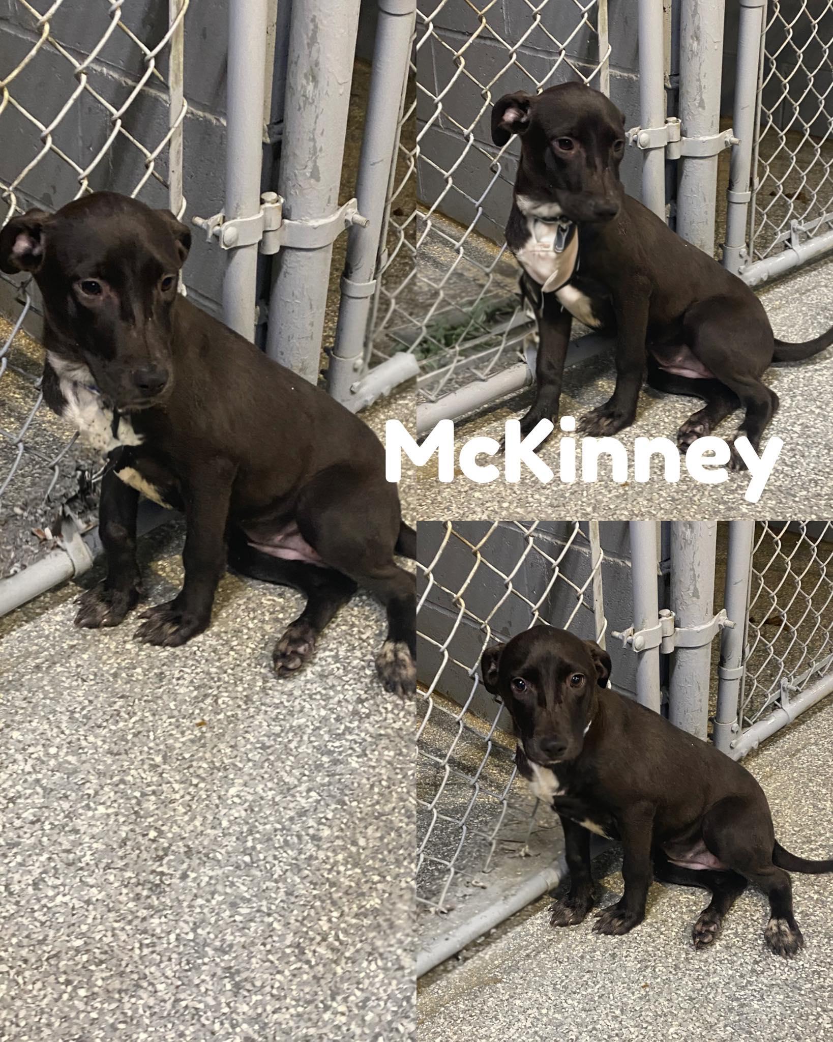 McKinney!, a Adoptable Collie in Saint James, MO image 1/2