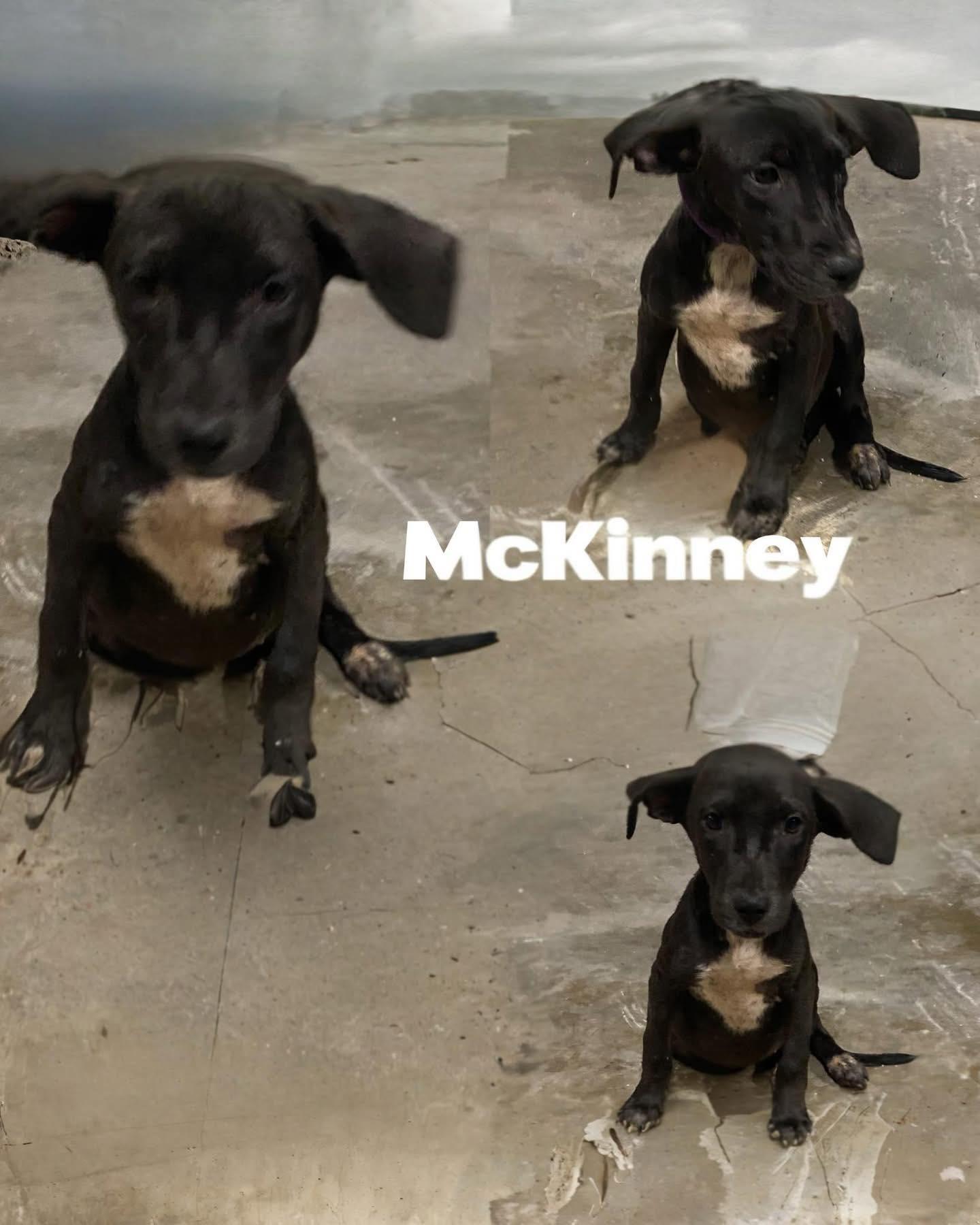 Mckinney! thumbnail 3