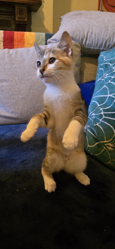 Enlarge Dana, a Adoptable Domestic Short Hair in Greenbelt, MD image 1/2