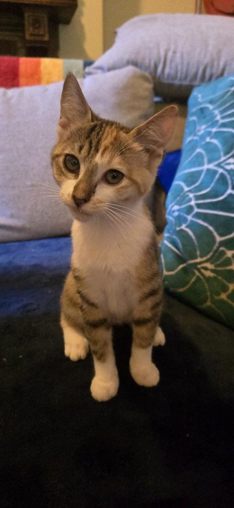 Enlarge Dana, a Adoptable Domestic Short Hair in Greenbelt, MD image 2/2