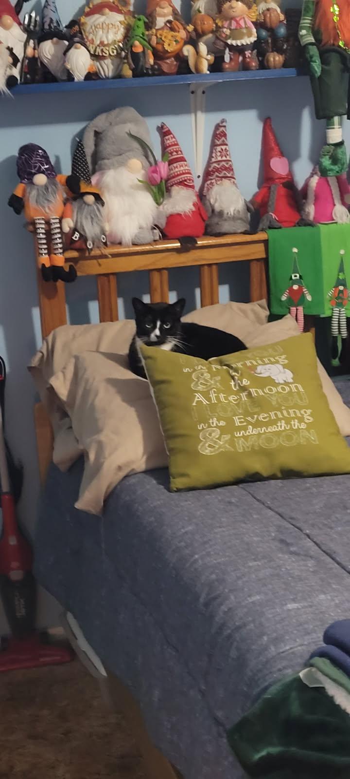 Missey, a Adoptable Domestic Short Hair in Walled Lake, MI image 1/3