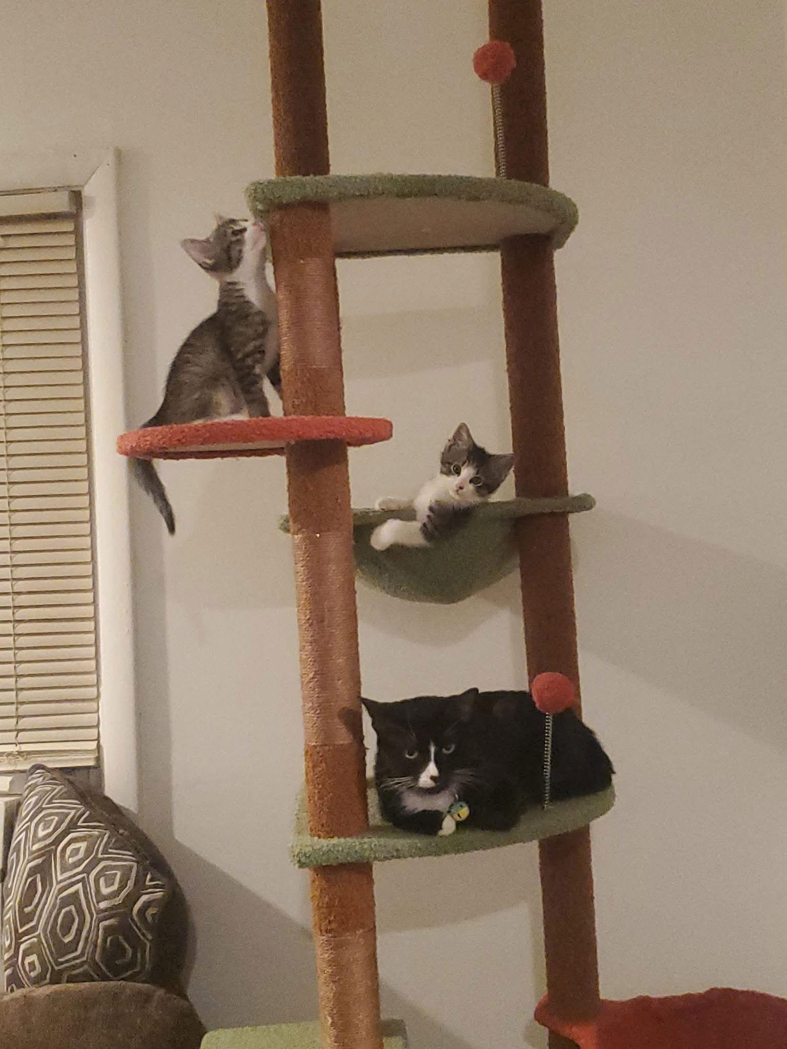 Missey, a Adoptable Domestic Short Hair in Walled Lake, MI image 2/3