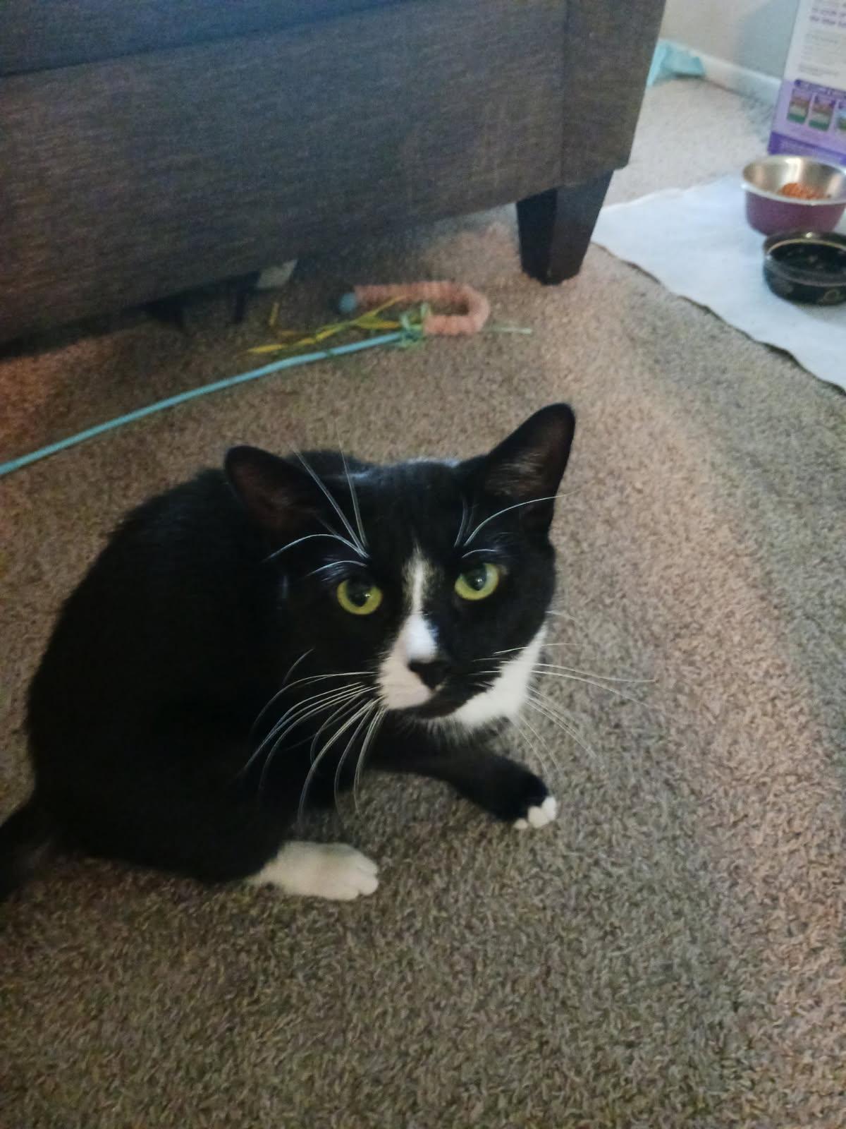 Missey, a Adoptable Domestic Short Hair in Walled Lake, MI image 3/3