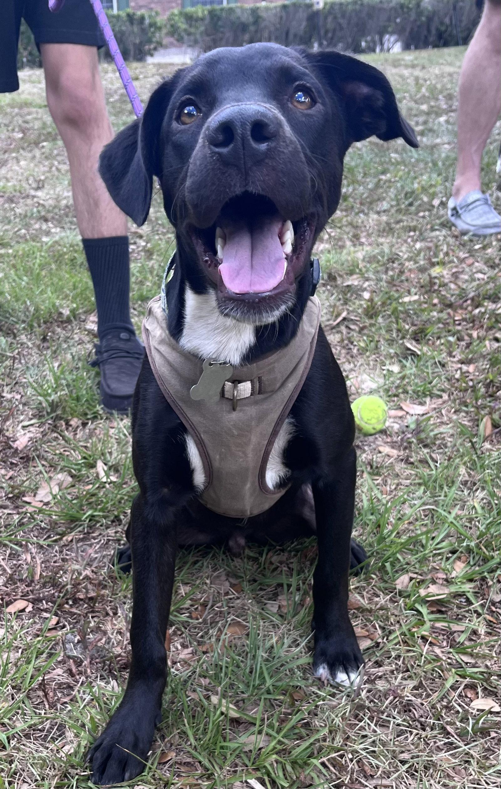 Enlarge Tadhg, a Adoptable mixed breed in Sanford, FL image 1/3