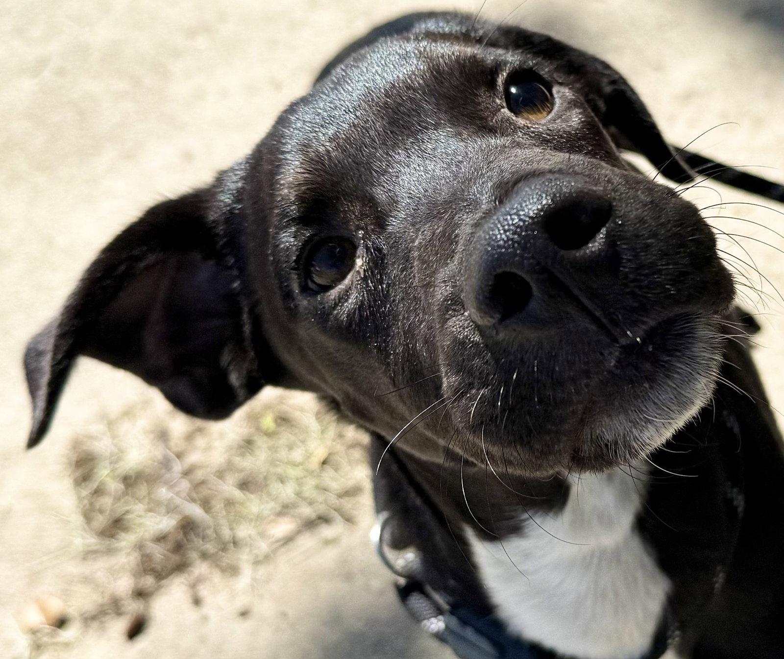 Enlarge Tadhg, a Adoptable mixed breed in Sanford, FL image 2/3
