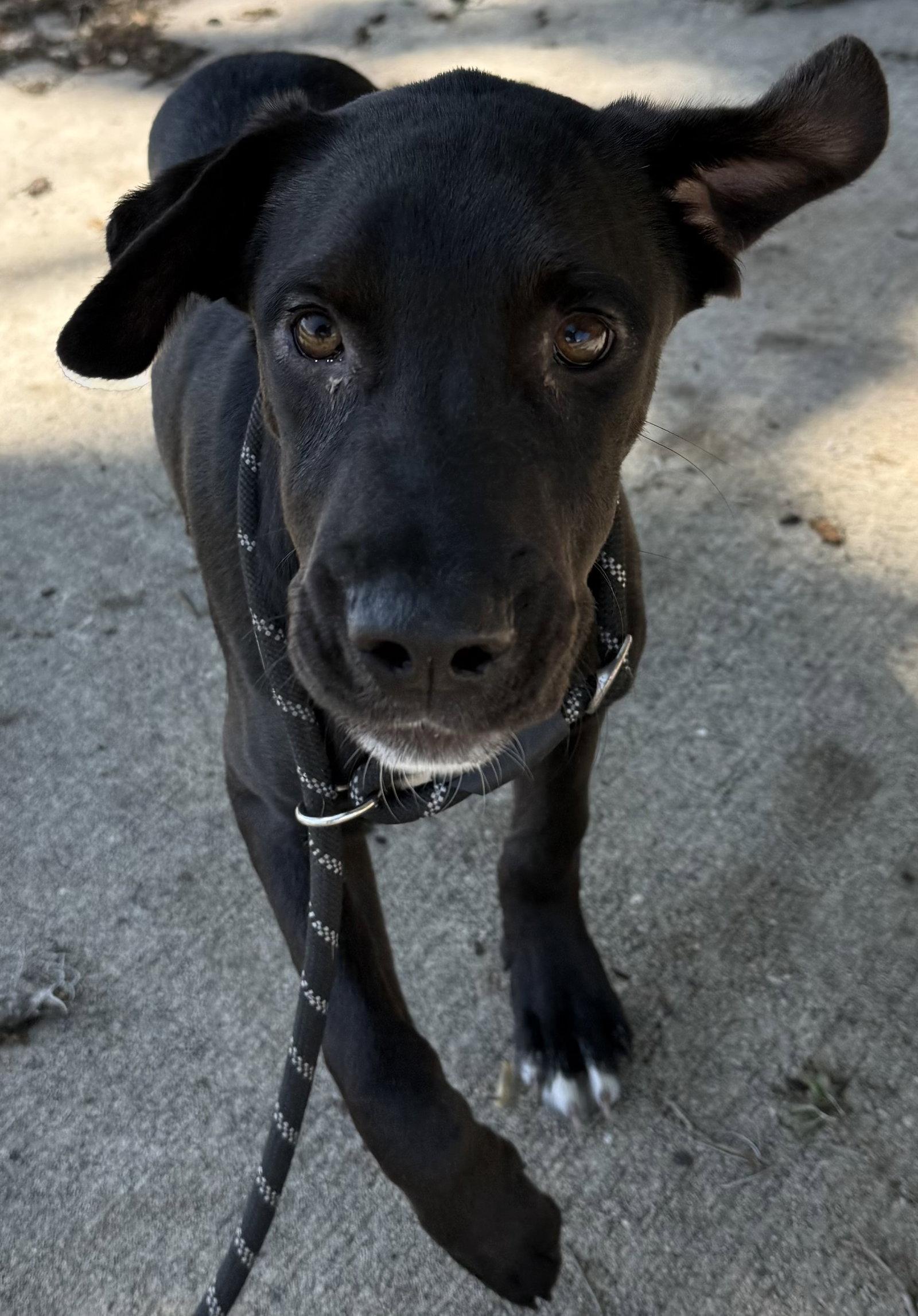 Tadhg, Adoptable, Young Male Hound & Australian Cattle Dog / Blue Heeler.
