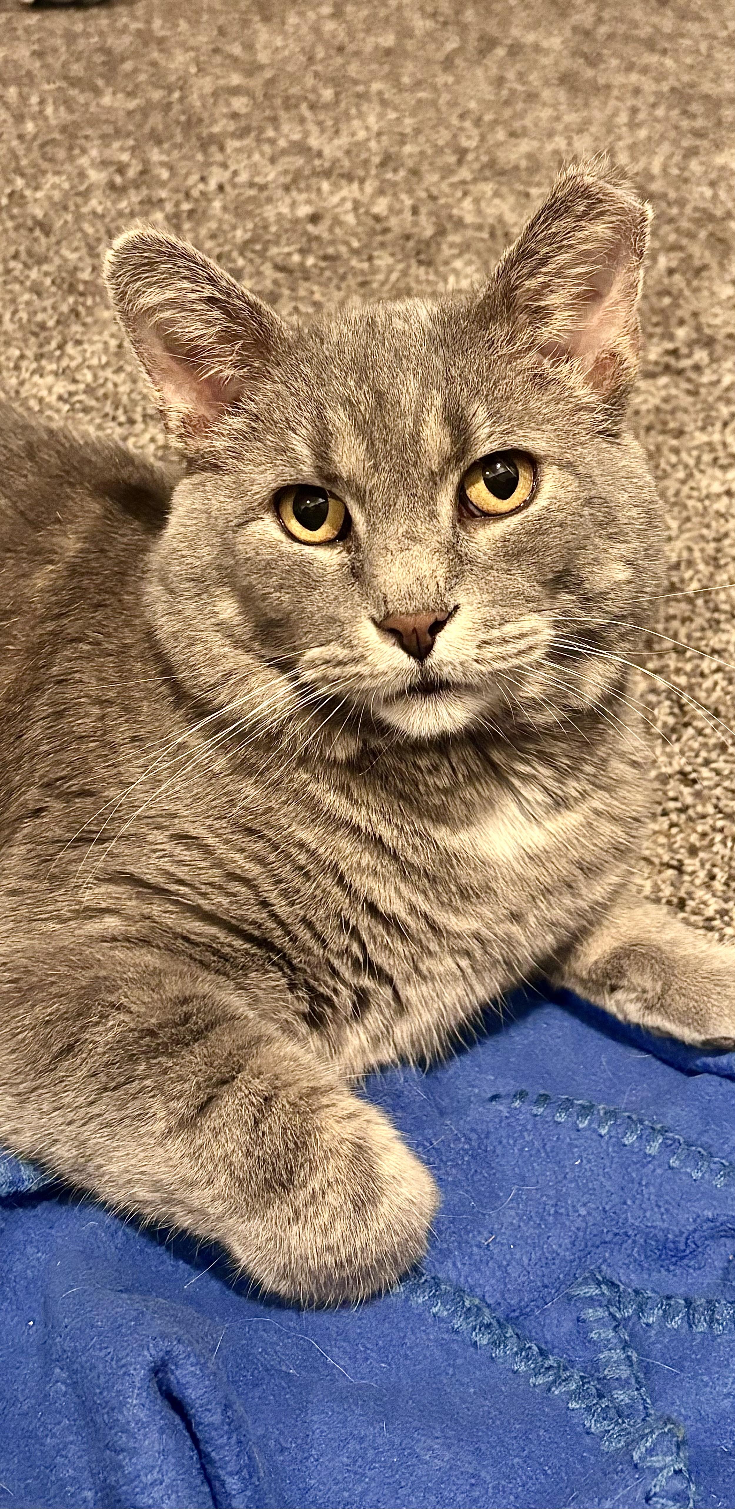 Q, an adopted Domestic Short Hair in Warrenville, IL image 1/6
