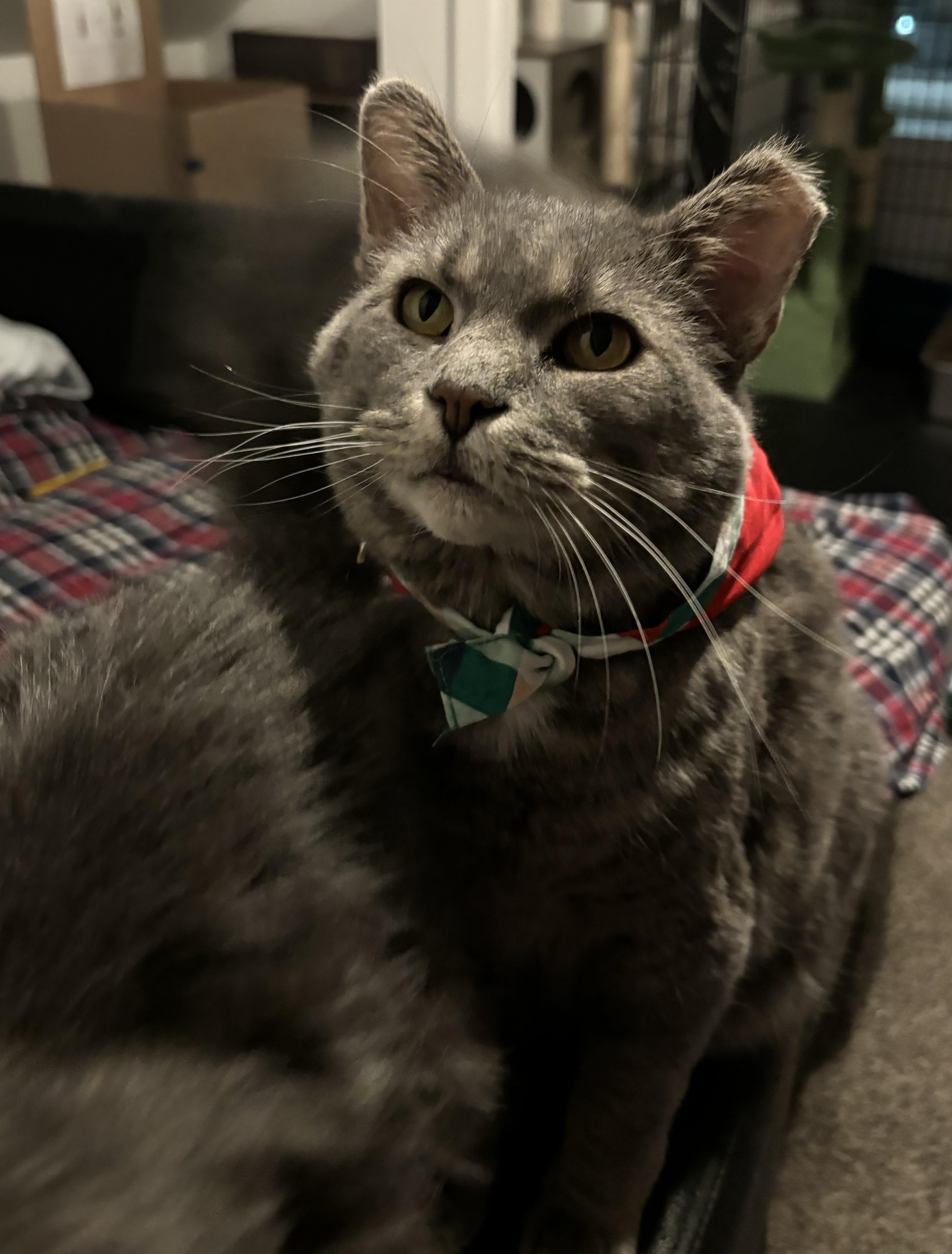 Q, an adopted Domestic Short Hair in Warrenville, IL image 3/6