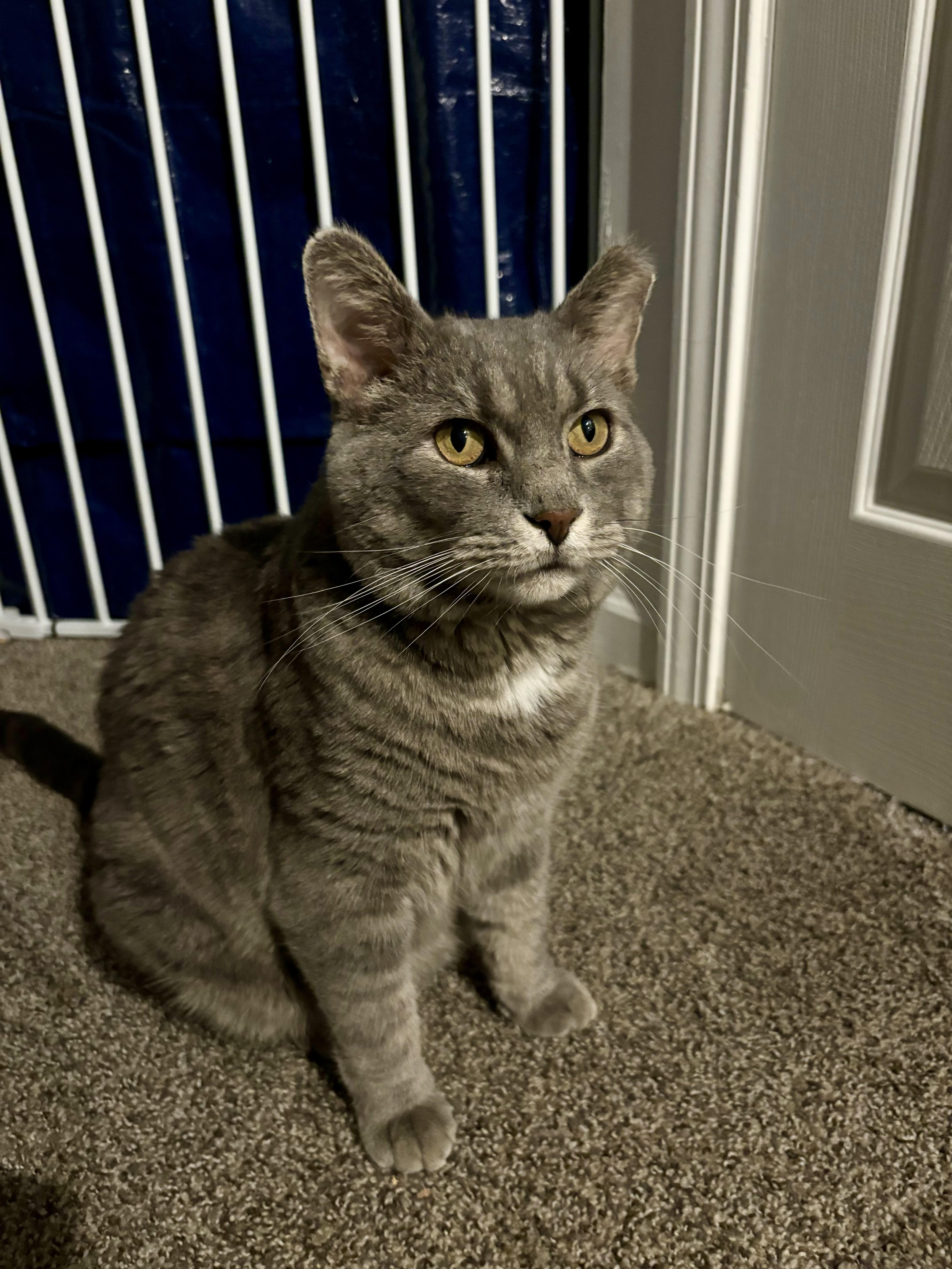 Q, an adopted Domestic Short Hair in Warrenville, IL image 2/6