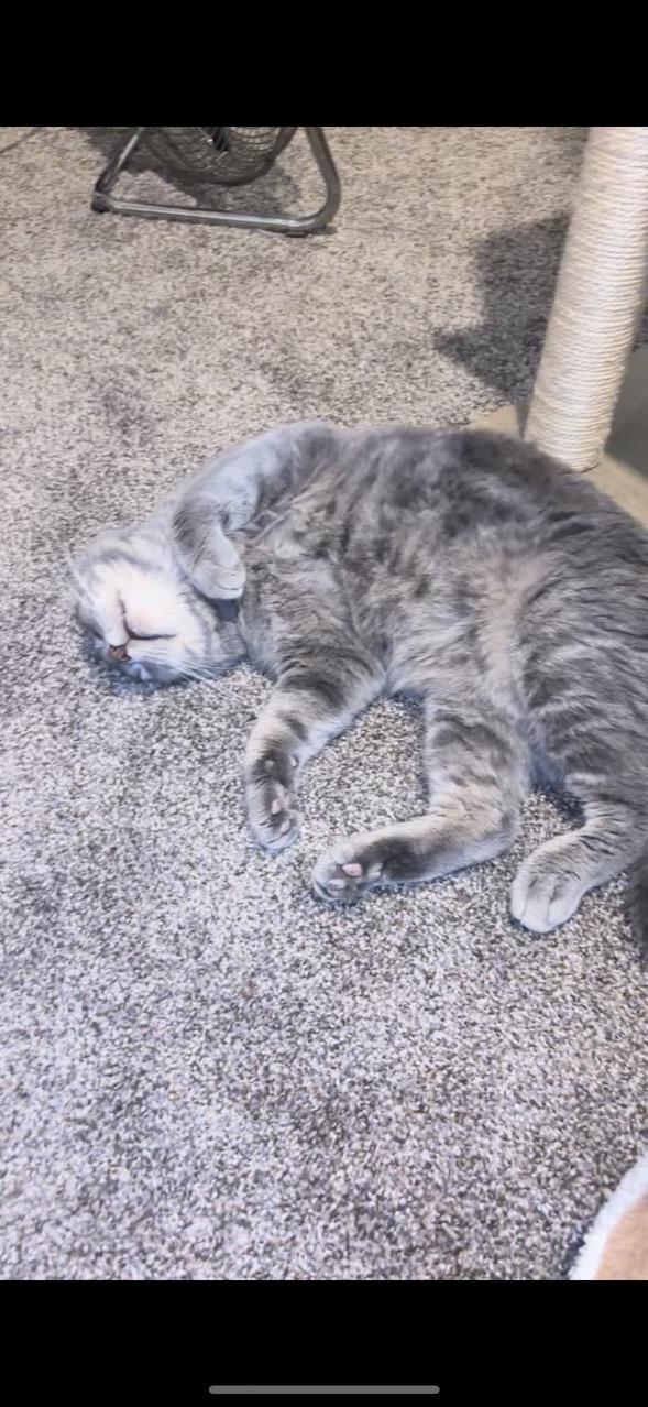 Q, an adopted Domestic Short Hair in Warrenville, IL image 5/6