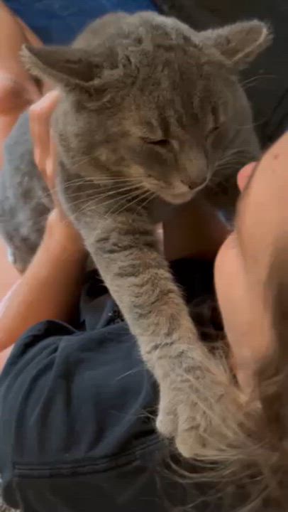 Enlarge Q, an adopted Domestic Short Hair in Warrenville, IL video 6/6