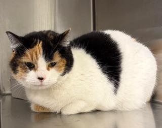 Enlarge **FOUND**, a ADOPTABLE Domestic Medium Hair in Liberty, MO image 1/3