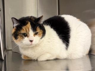 Enlarge **FOUND**, a ADOPTABLE Domestic Medium Hair in Liberty, MO image 3/3